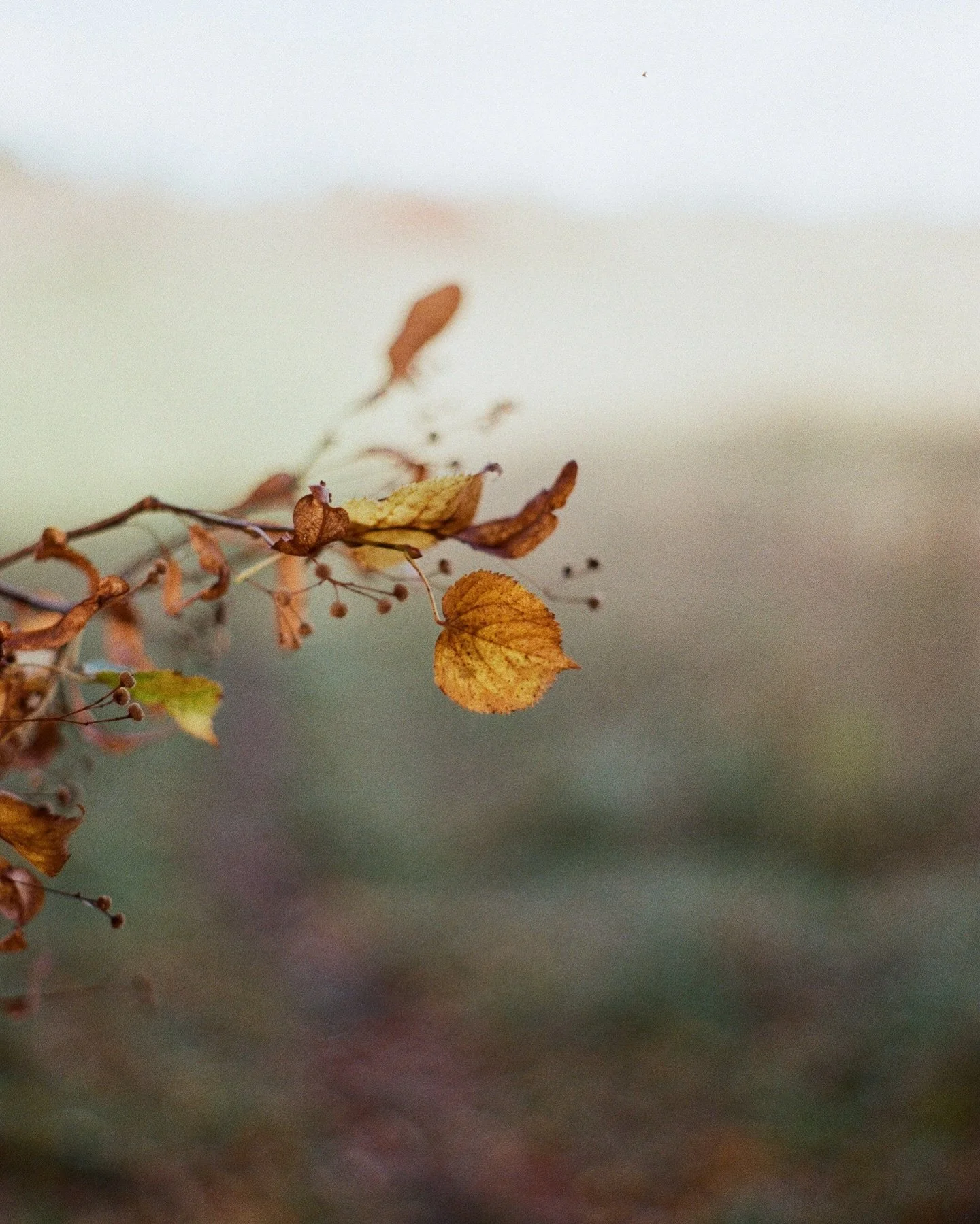 One on film from last year.. 

#autumnleaves #autumnlight #autumnphotography