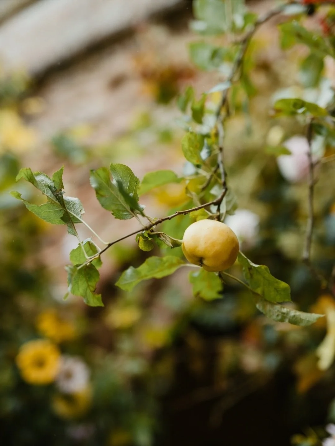 I just loved all the details created at the @tallulahroseflowerschool - the archway felt like nature itself - especially the little apple branches - just divine.

#photographyforflorists #floralphotography #brandphotography #retreatphotographer