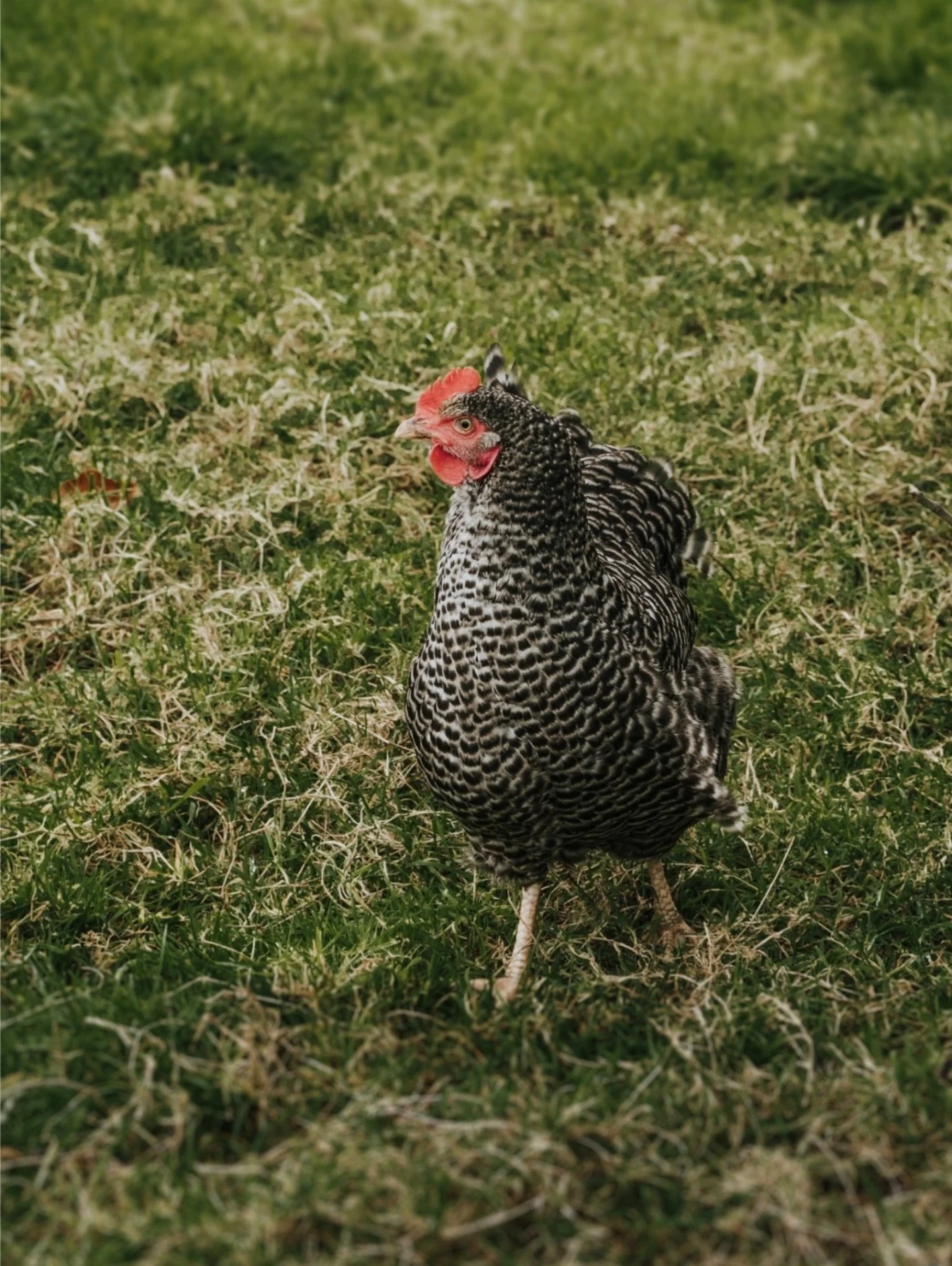 Chicken Wednesday..

Thanks to @emmawarren_1&rsquo;s flock!

#farmphotographer #countrysidephotographer #brandphotographer