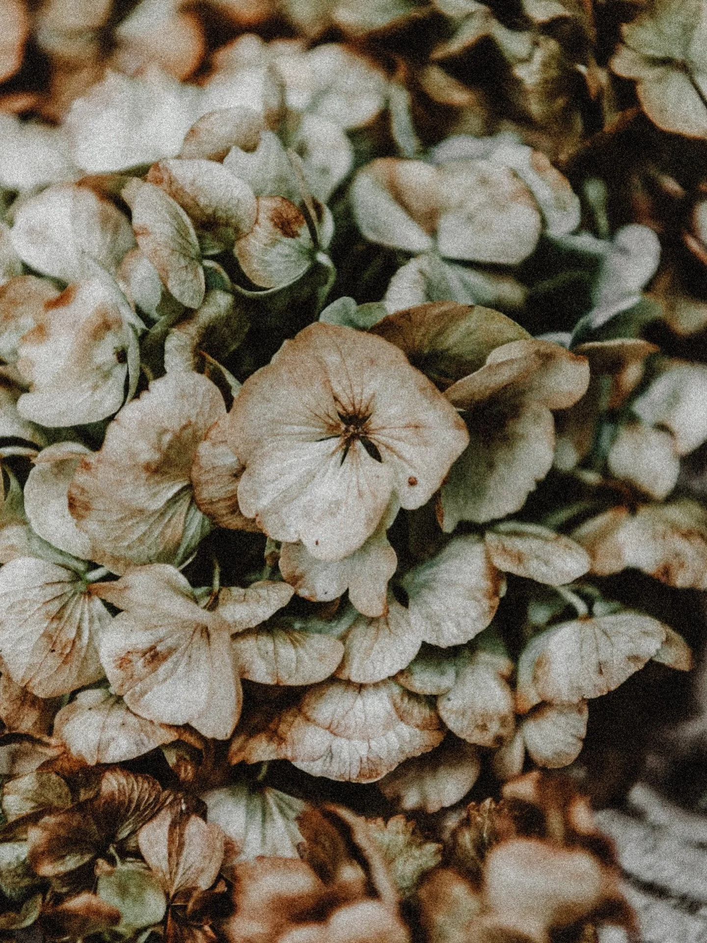 Friday flowers&hellip;

This week has flown by&hellip; I&rsquo;m getting ready for a rest, but also my website will soon have a short down period whilst I give it a refresh. It will re-emerge in the new year with a focus solely on my photography.

Ev