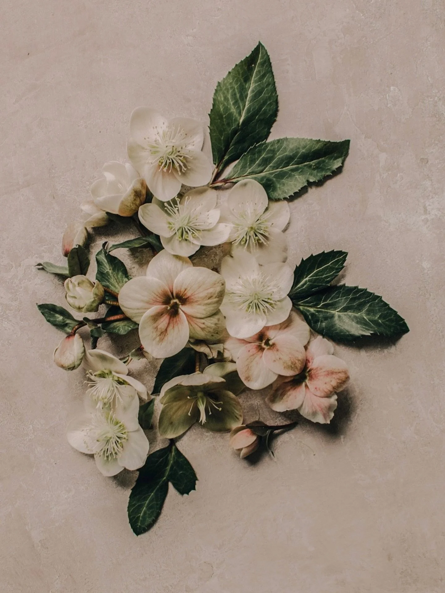 Attempting to find my Instagram mojo again after the Christmas break&hellip; hopefully all my shoots coming up will reinvigorate my desire to share here again soon!

In the meantime here&rsquo;s a little hellebore flat lay.. I love these flowers for 