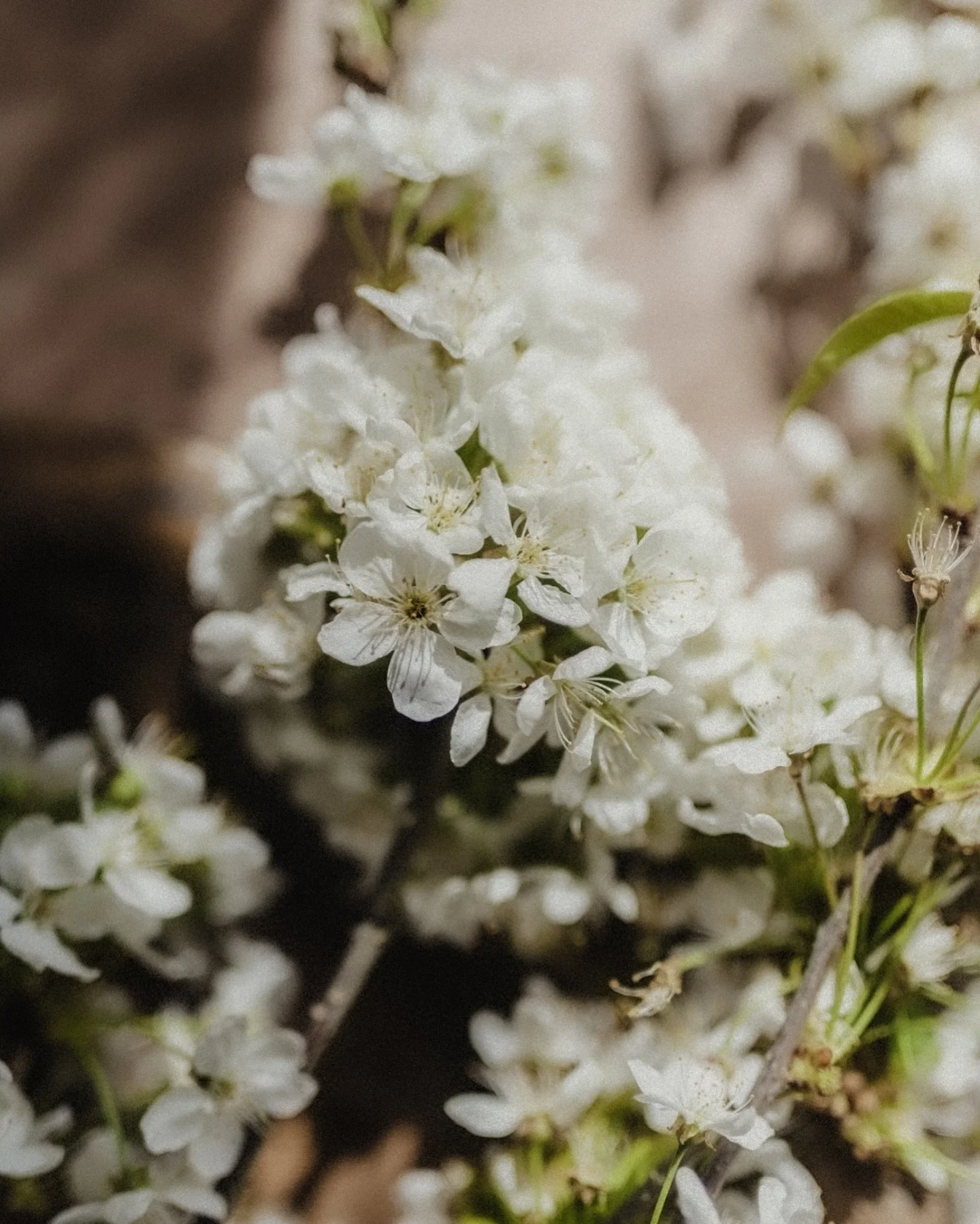 Waiting for spring quite impatiently now&hellip;

#blossom #springtime #naturephotography