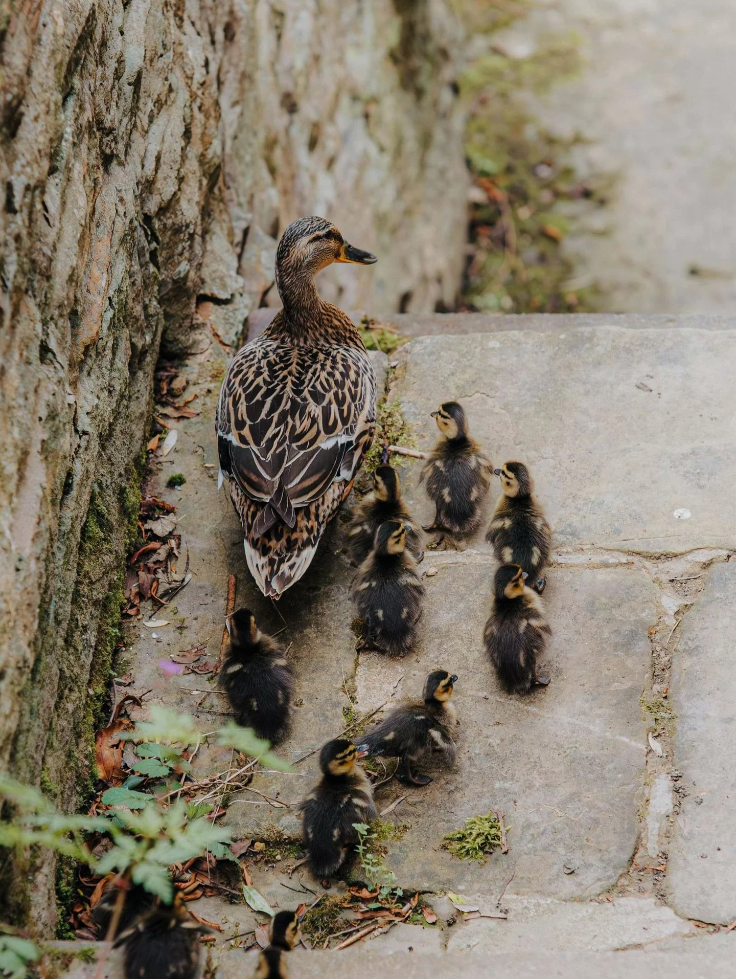 Looking forward to signs of spring&hellip;

#ducklings #springwatch #naturephotography