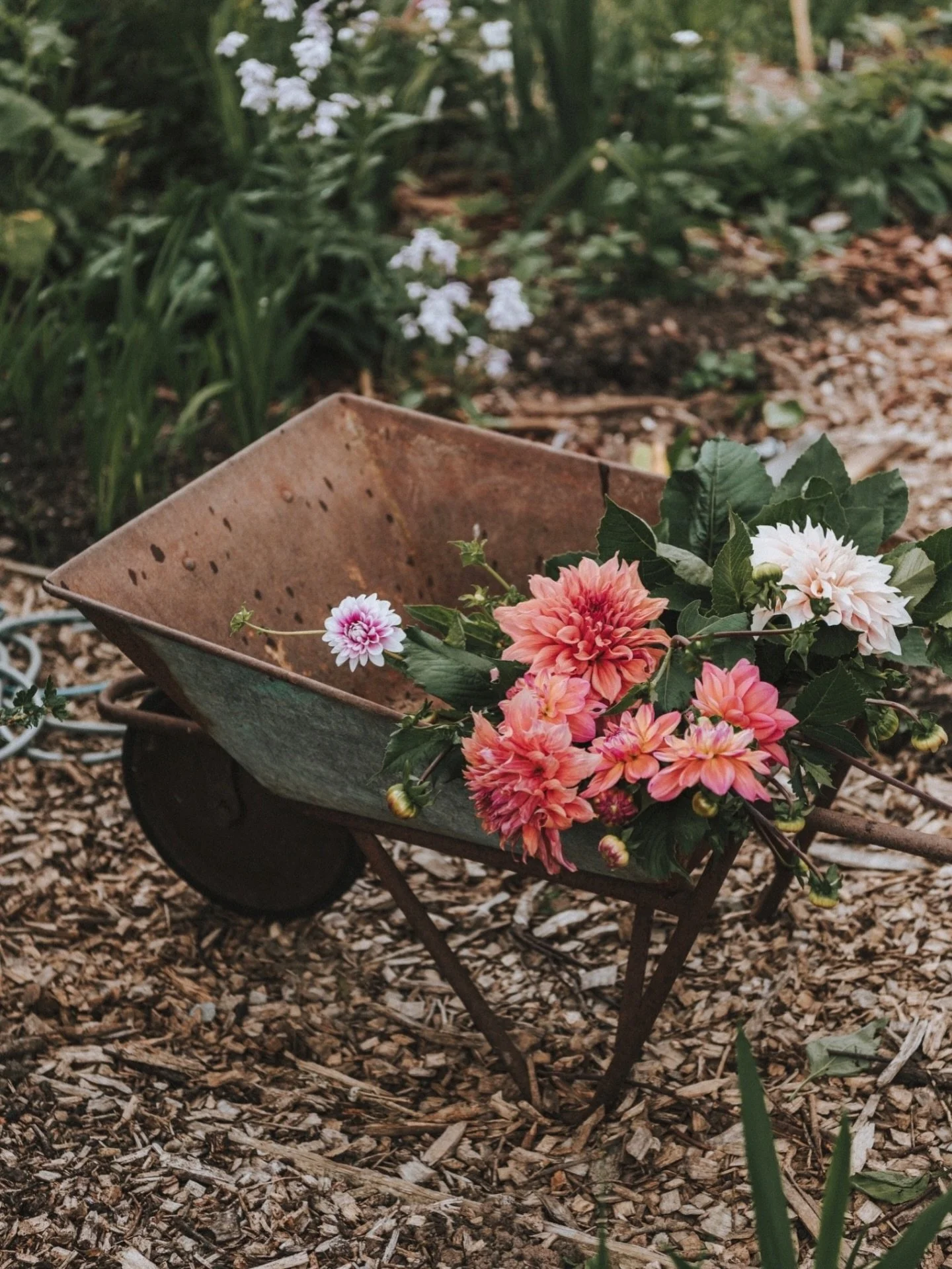 Waiting for everything to be a bit less brown and muddy - dreaming of flowers..

#brandphotography #flowerfarm #photographyforflorists