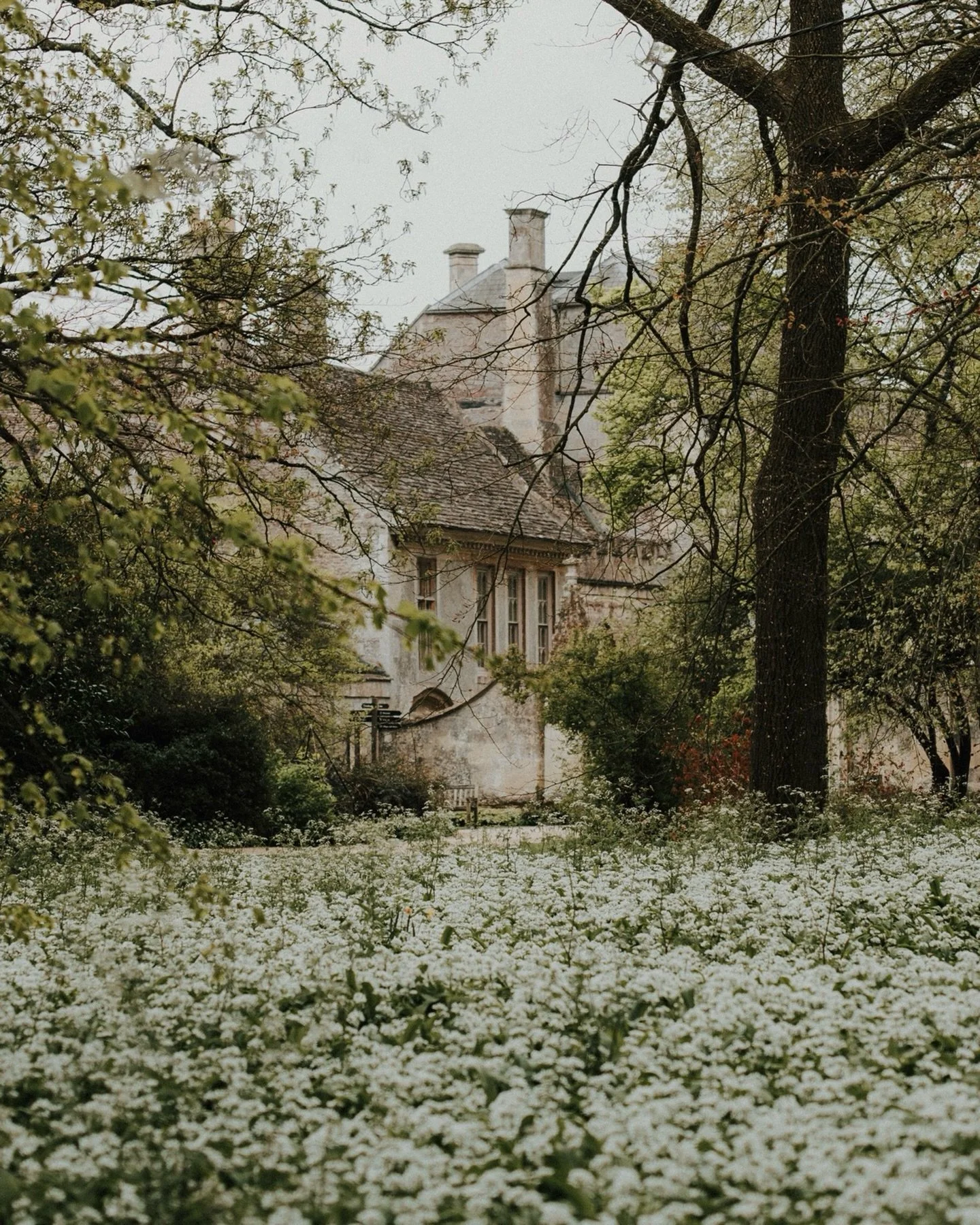 Tantalisingly close now&hellip;

#springwatch #wildgarlic #naturephotography