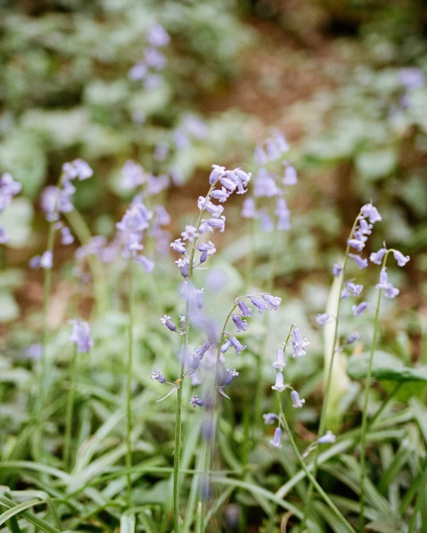 Film Friday..

Spring in the Cotswolds captured on Nikon F5 #kodakportra400