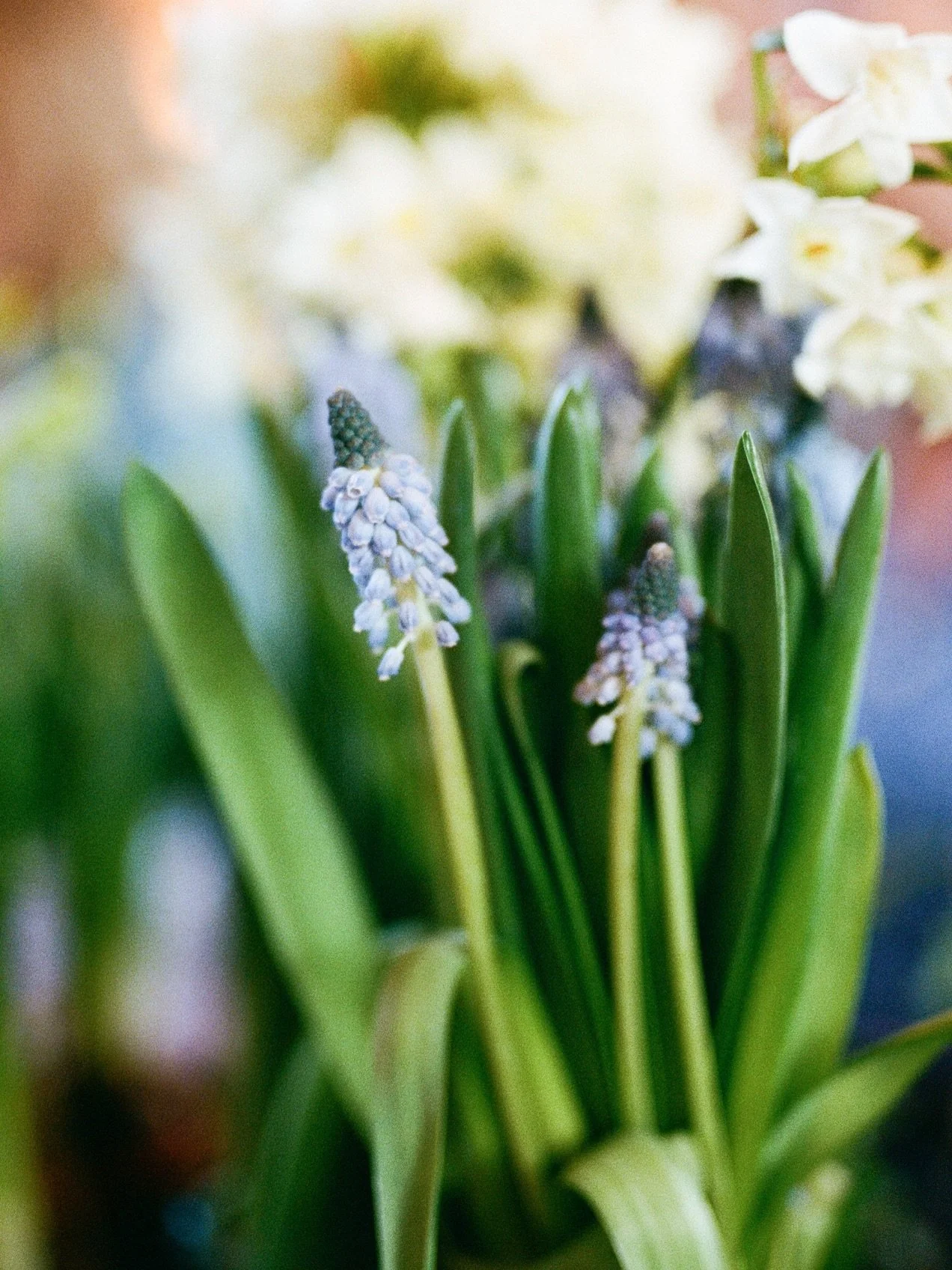 Film Friday&hellip;

Snippets from a delightful morning spent with @charliedobbsevents and @_by_matilda last week - playing with beautiful spring flowers and delicious food at @hill_barn 

Shot on Nikon F5 with #kodakportra400
#filmforever #analoguel