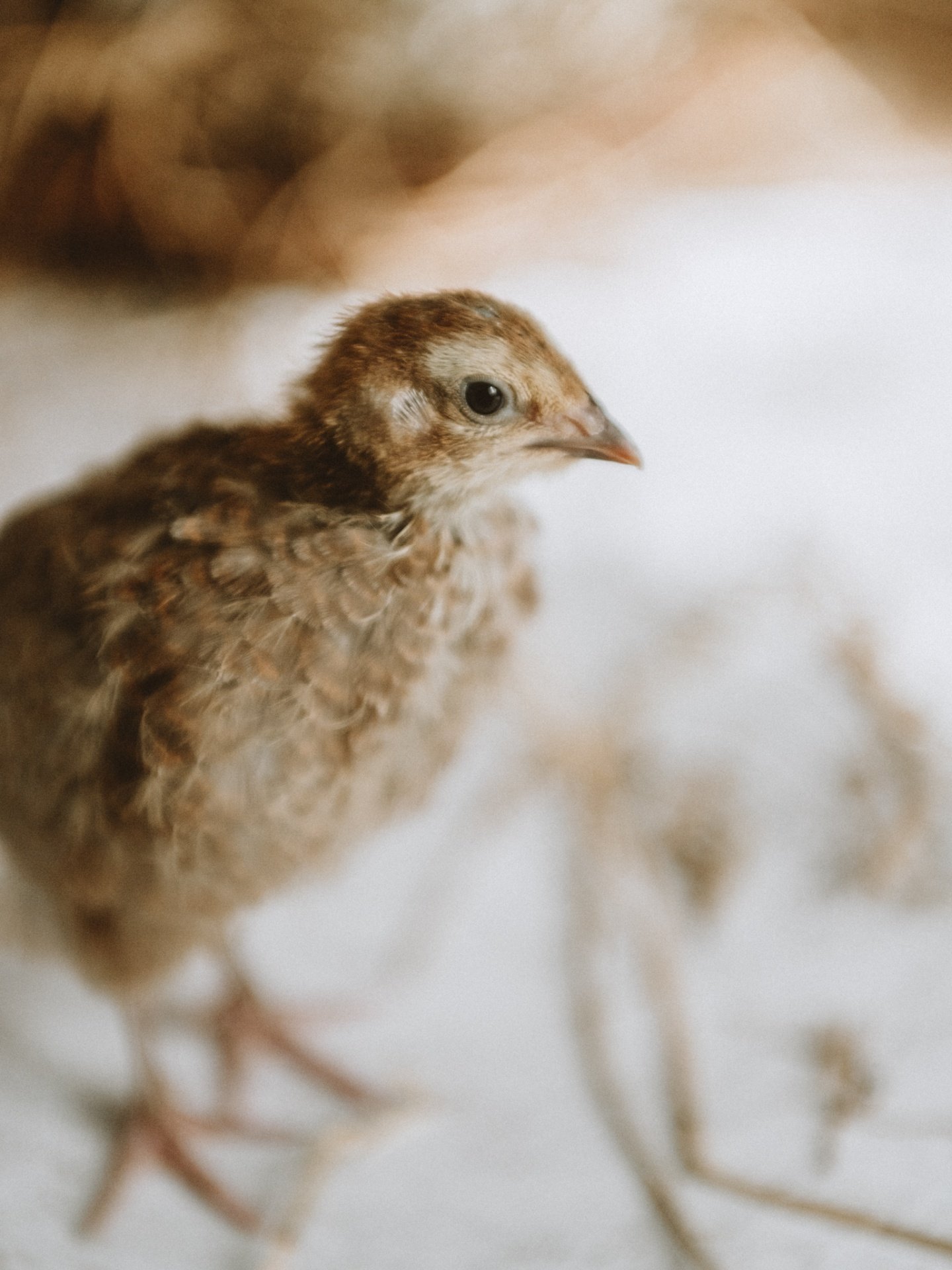 Happy Easter from me and my chicks!

Don't ask me for the outtakes from this shoot- utter chaos!

But they are little stars. Can't believe they came from these tiny eggs just 2 weeks ago.

#quailchicks #quaileggs