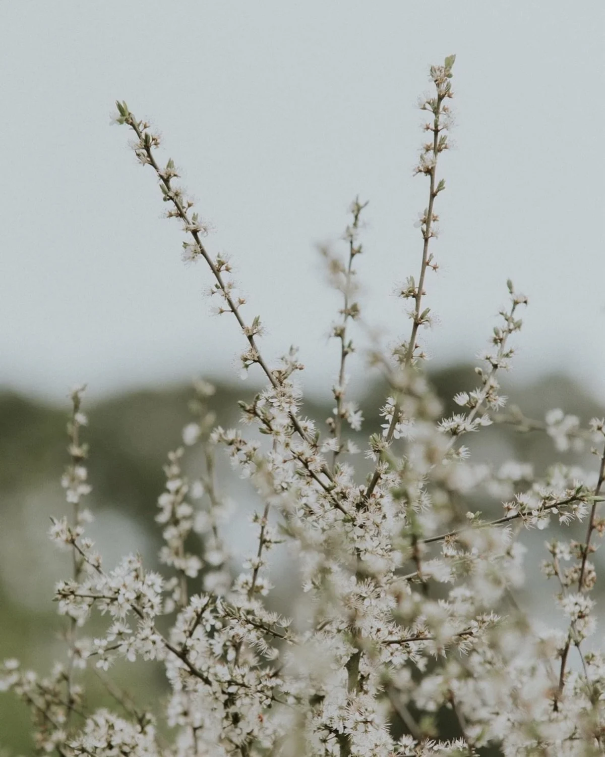 The blackthorn blossom has been very pretty this year&hellip;

Also a little reminder that I am teaching two garden photography sessions @brambleandwild in the coming months.

Tickets are available through my website - link in bio.

#blackthorn #blac