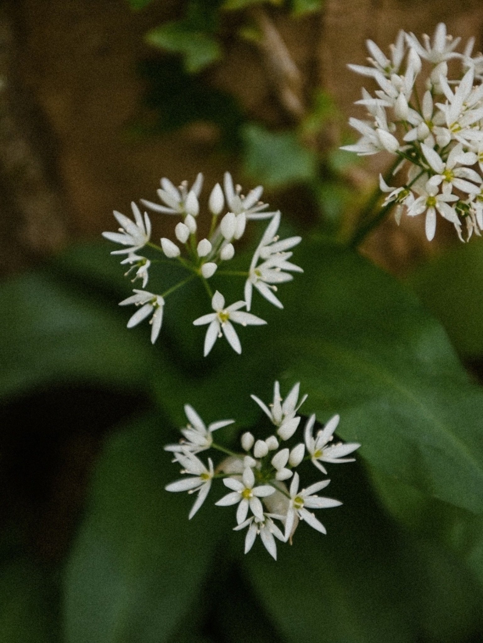 Wild garlic season&hellip; just the best!

#wildgarlic #wildgarlicseason #wildgarlicflowers #foragedfood