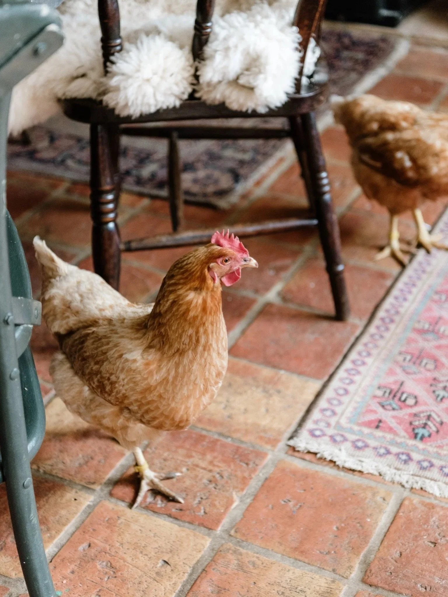 I do love a house chicken! From one of our @fablefaine locations.

Do have a peek at our ledger for your next photoshoot&hellip;

#mycountryliving #freerangechickens #countrylife