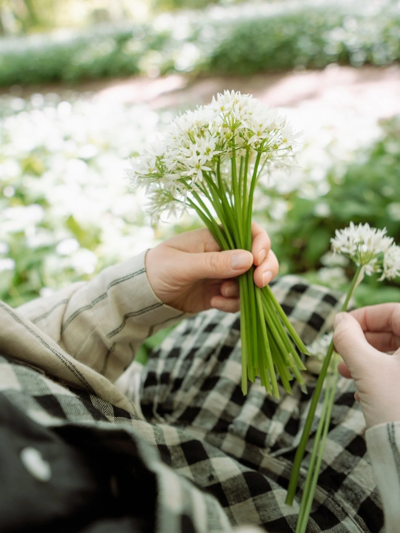 Beautiful garlic flowers.. 

@halliesphere wearing @an_acre_of_land 

#mycountryliving #countrygirlatheart #countrystyle