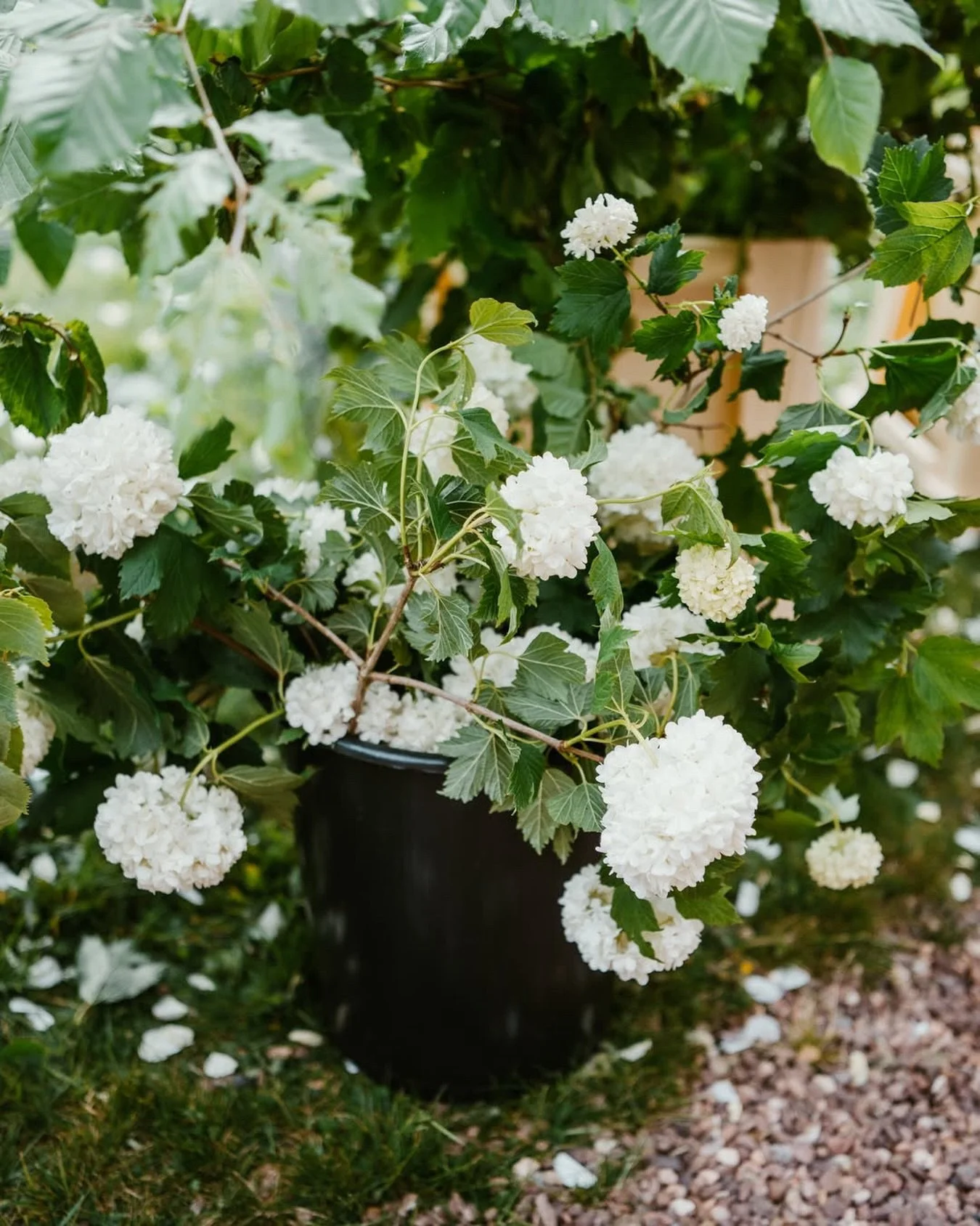 Buckets of flowers.. one of my favourite things.

From @tallulahroseflowerschool lovely Somerset workshop this week.

#flowerphotography #workshopphotography #retreatphotography