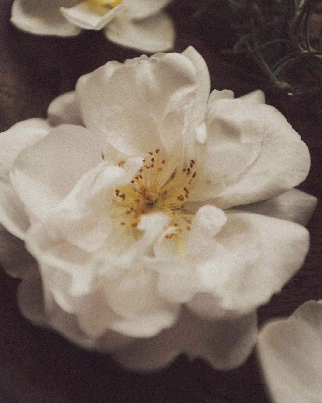 From my garden this week&hellip;

The crazy late narcissi I planted still going strong, the first of my @david_austin_roses bursting into bloom.

Forget-me-nots, the first of my lemon balm, and the last of the flowering rosemary.

And of course, eggs
