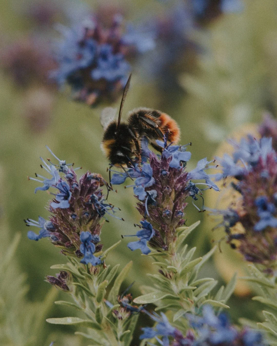 In honour of world bee day are are some residents of the @brambleandwild garden, where incidentally I will be hosting a mini garden photography workshop on Saturday 6 June, 10:00am to 12:30pm.

I'm also off to a wonderful talk on bees this evening @t