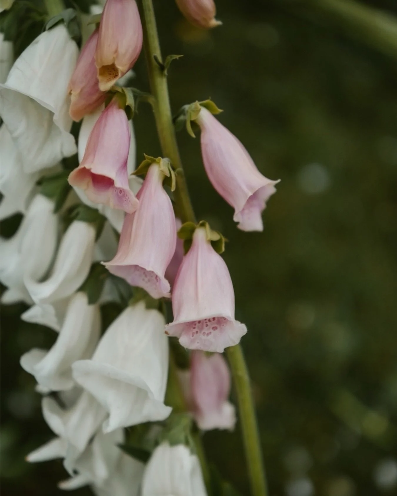 Foxglove.. one of my favourites. 

Want to learn how to photograph flowers with me?

Mini workshop @brambleandwild soon.

Link in bio to book your tickets.

#flowerphotography #floralphotographer #foxglove #gardenphotographer #photographyworkshop
