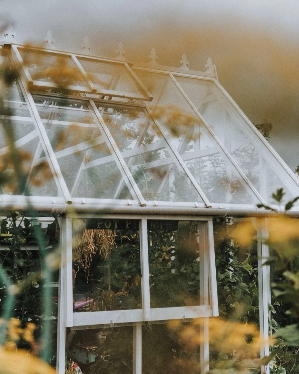 My whole existence feeling like I&rsquo;m inside a greenhouse today.. Shame it&rsquo;s not as pretty as @brambleandwild&rsquo;s actual one!

#greenhouse #heatwave #toohot