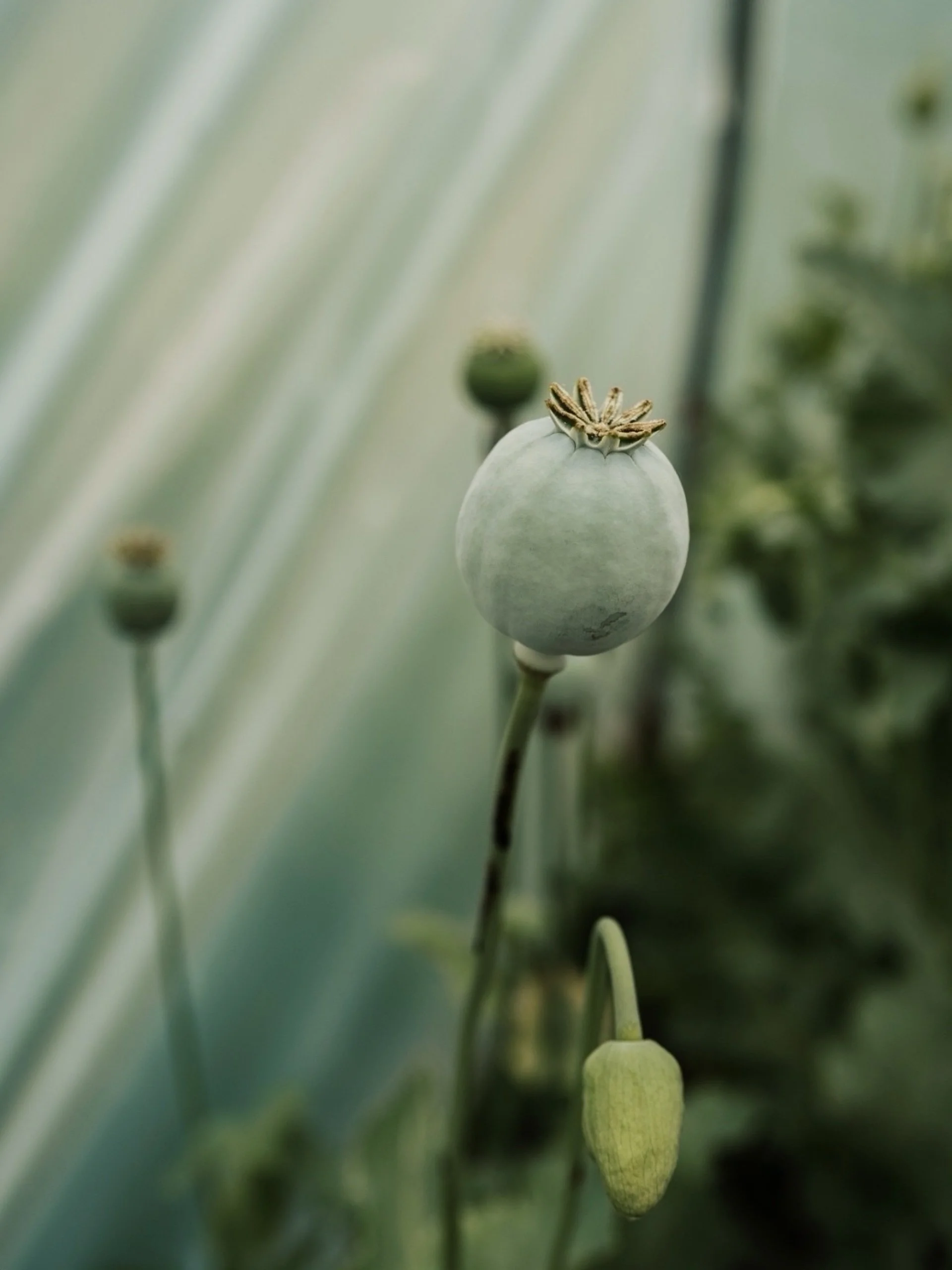 Poppy seed heads.

Spotted @combeheadhouse last week.