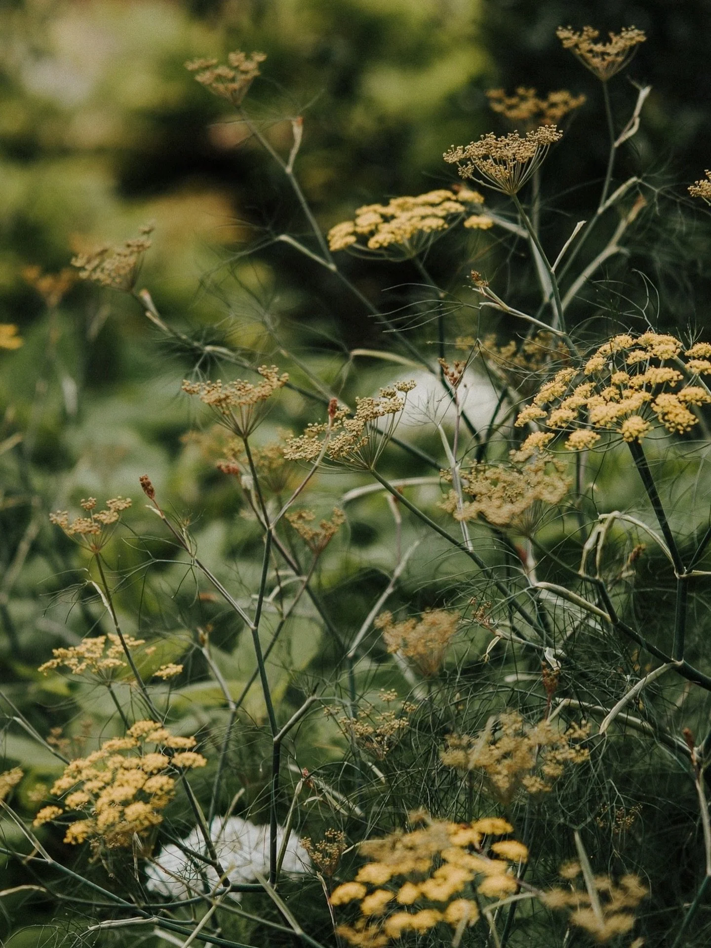 Yellows and greens.

#gardenphotographer #gardenphotography