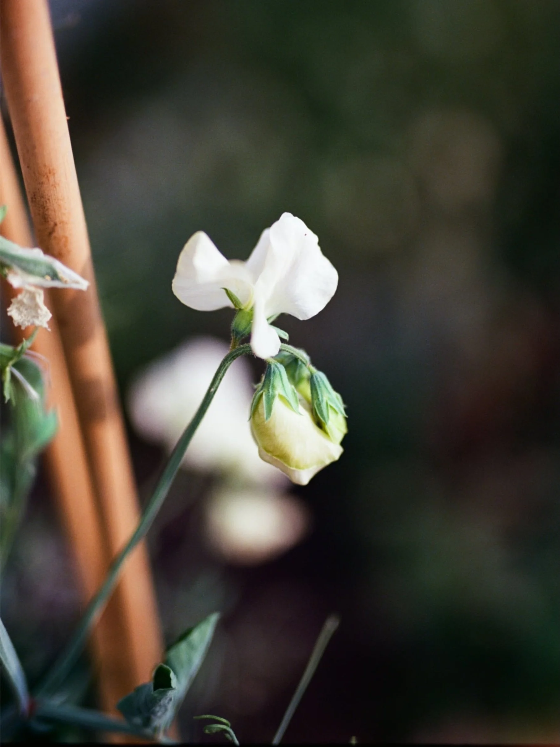 My sweet peas - before the rain came (at last!)

Shot on #nikonf5 with #ektar100 

#filmforever