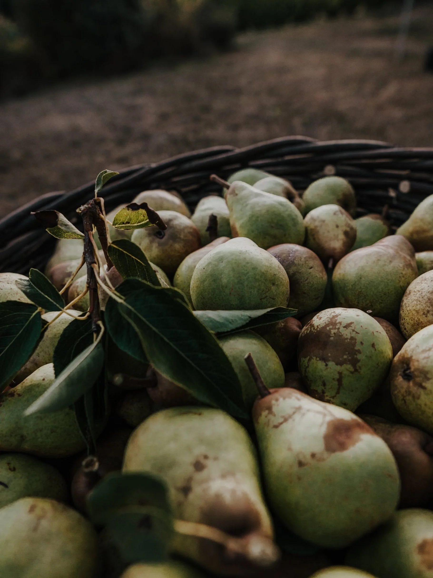 Harvest time is one of my absolute favourites - the colours have my heart.

Pears @yalhamhayes
