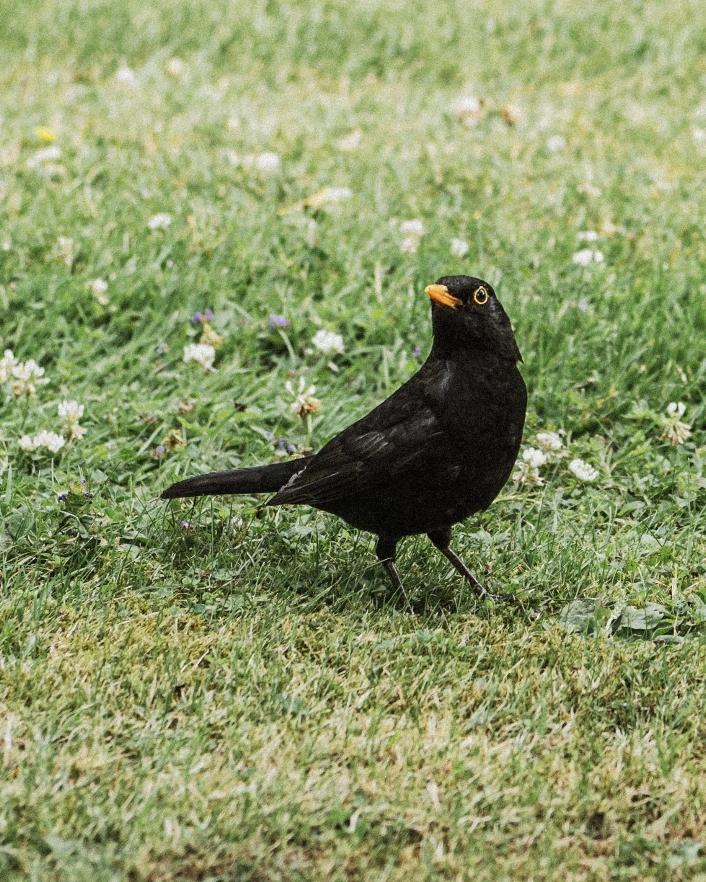 This little one followed me around all shoot day. Sadly had no food to give much to its disappointment!