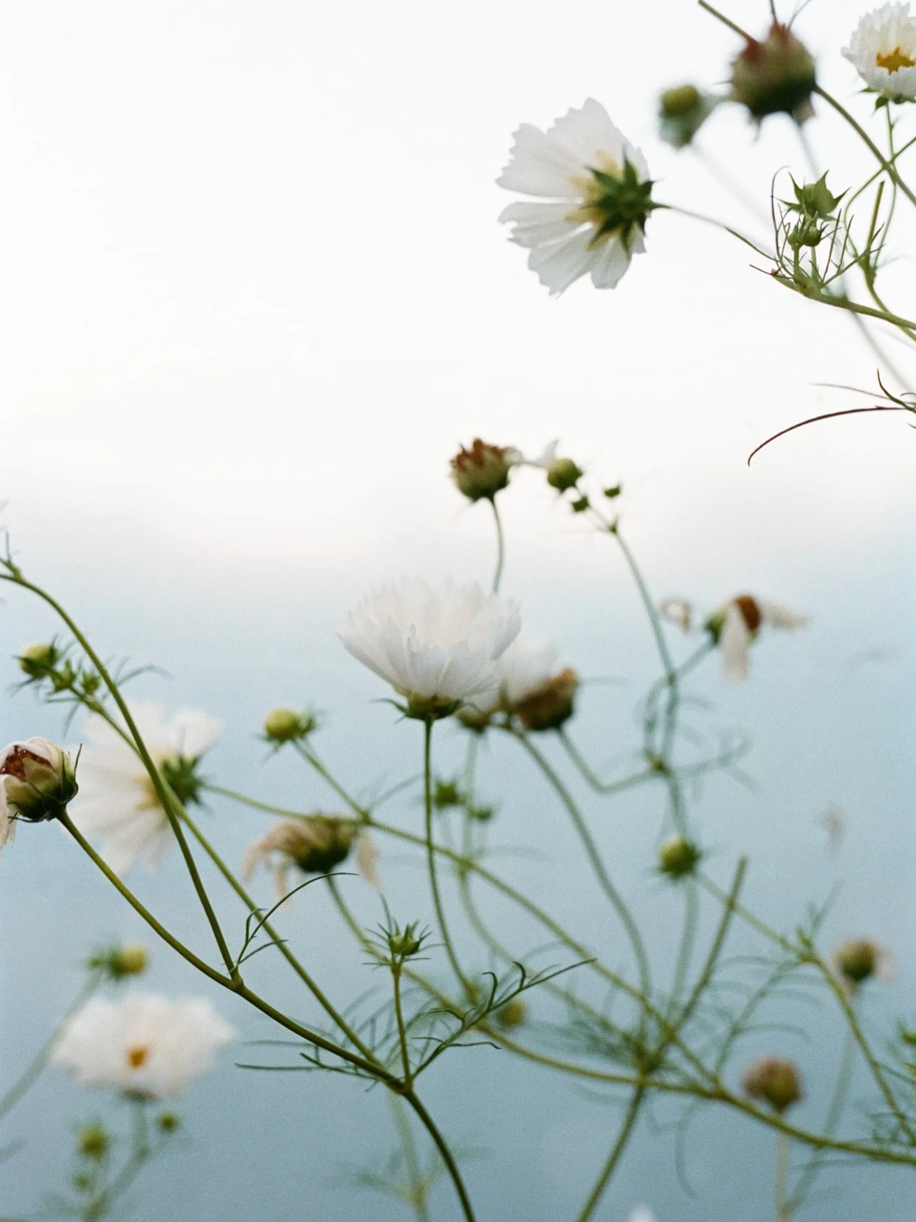 Film Friday..

Cosmos in the polytunnel at the divine @yalhamhayes flower farm.

Shot on #nikonf5 with #kodakportra400 
Thanks to @analoguewonderland for the scans.