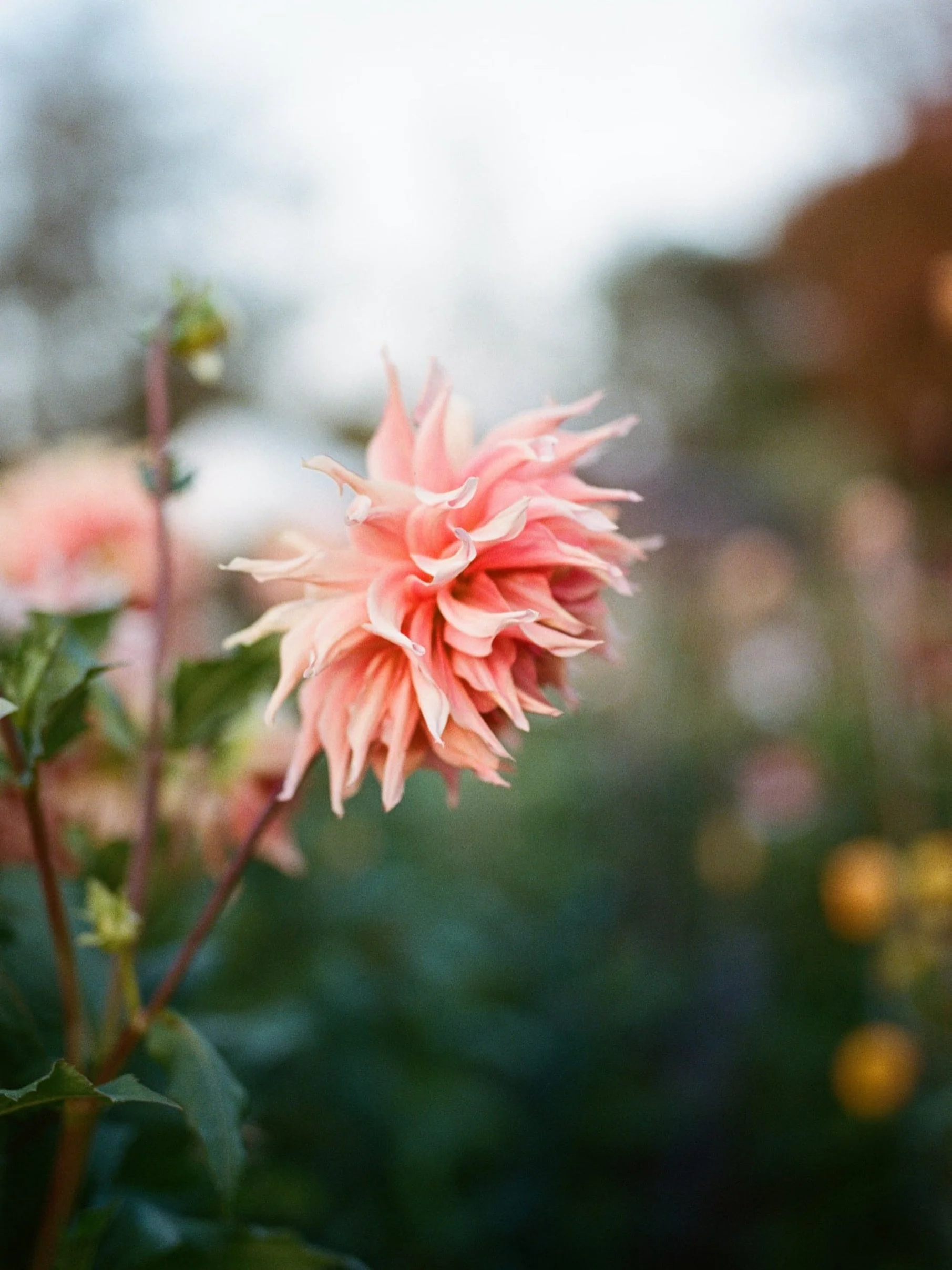 Dahlia heaven on film 

#kodakportra400 #nikonf5

📷 for @yalhamhayes