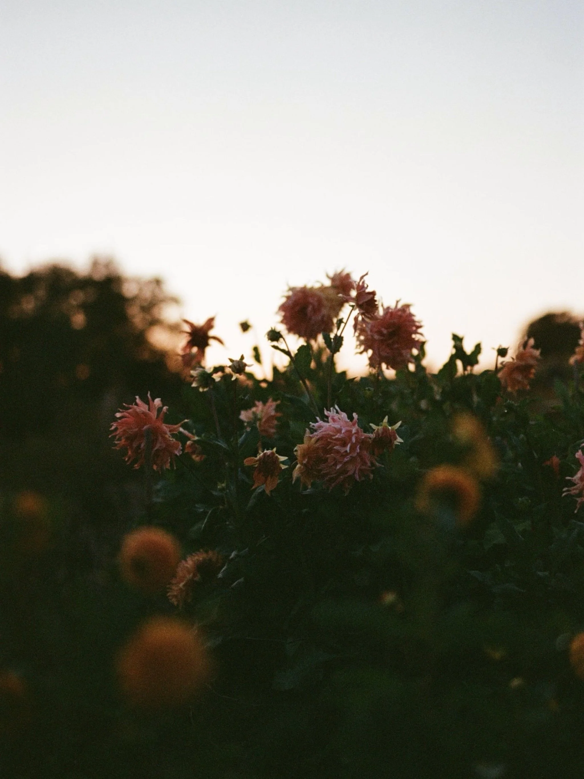 The sun is about to set on the first days of September.. I always find this time a mixture of sadness at the summer&rsquo;s end but anticipation for the beauty of autumn.
