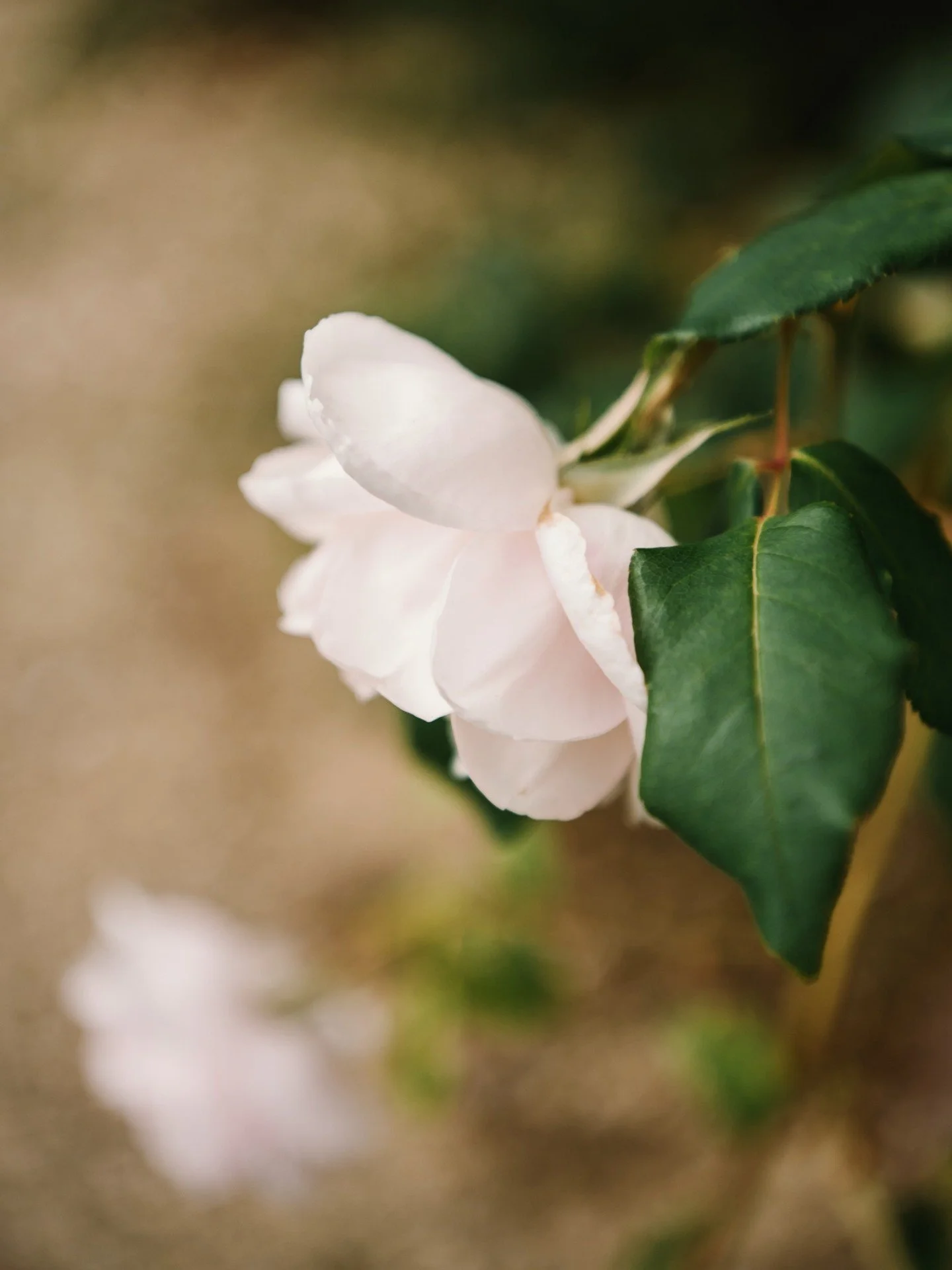 A lovely day spent teaching garden photography @brambleandwild - the weather stayed kind to us too!