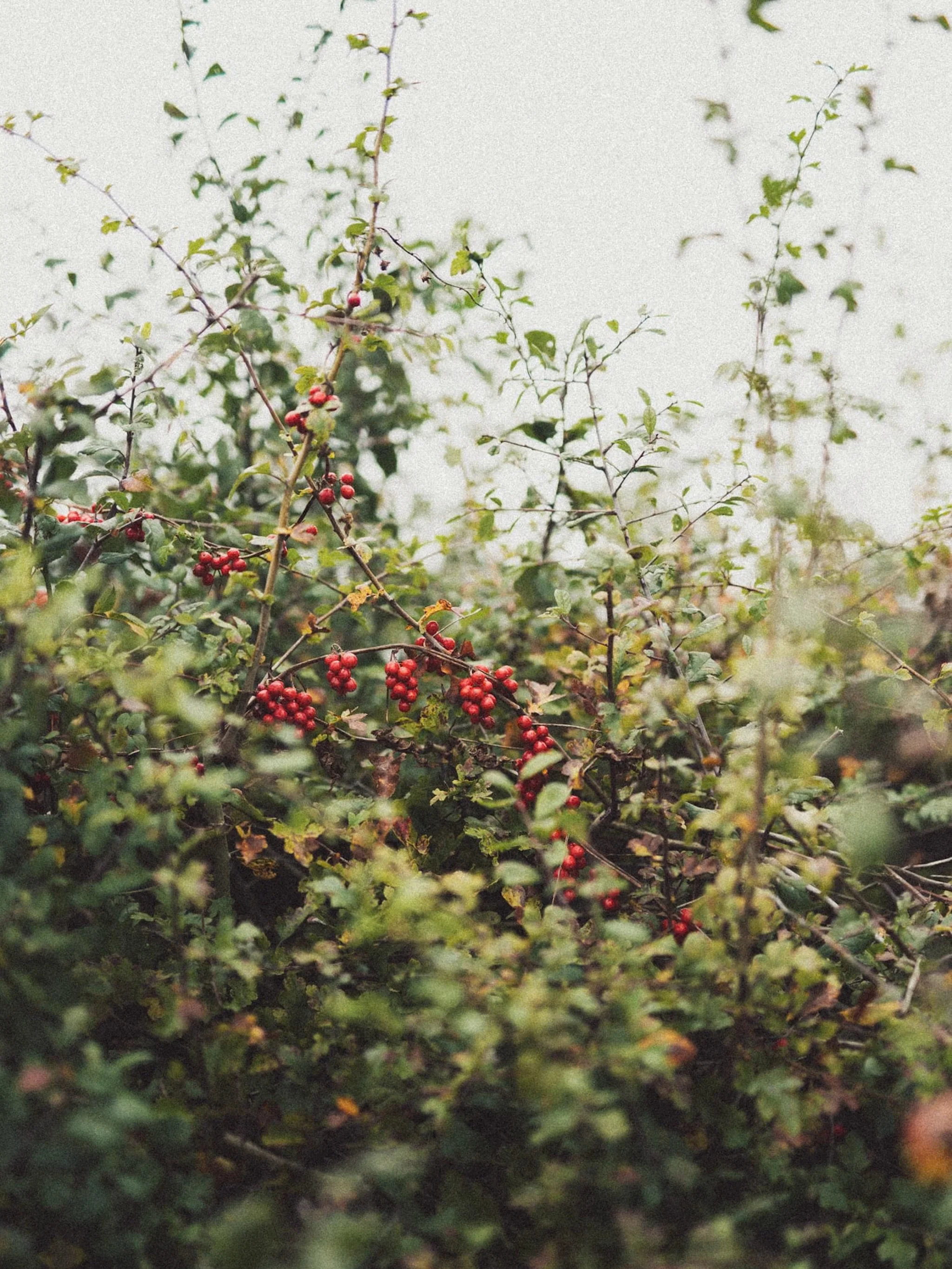 Autumn hedgerows.