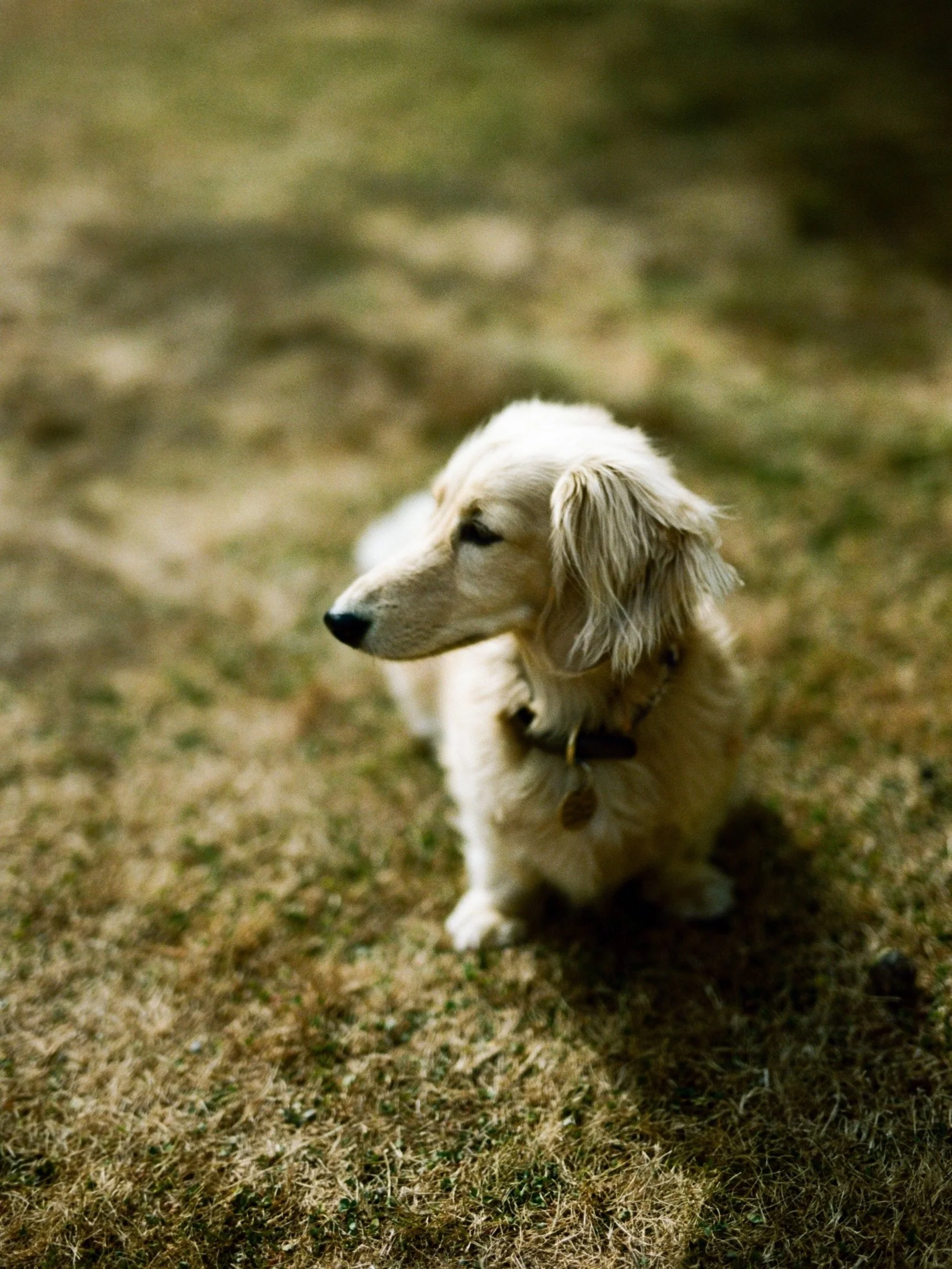Dog friend on a shoot from the summer!

Shot on film #kodakportra160