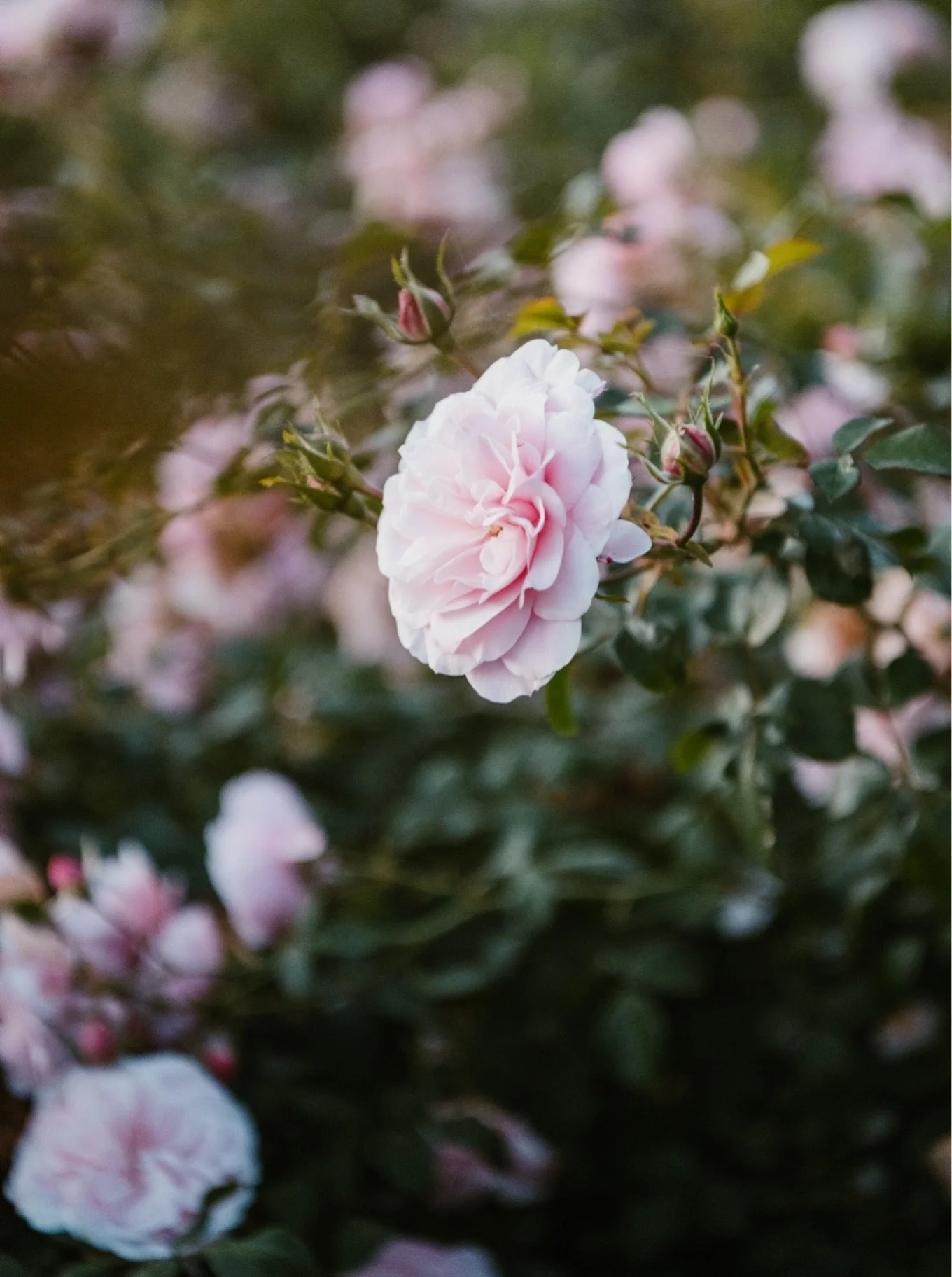 One of my favourite things&hellip; pink roses in autumn sunshine&hellip;

📷 for @thetetburyflowerco