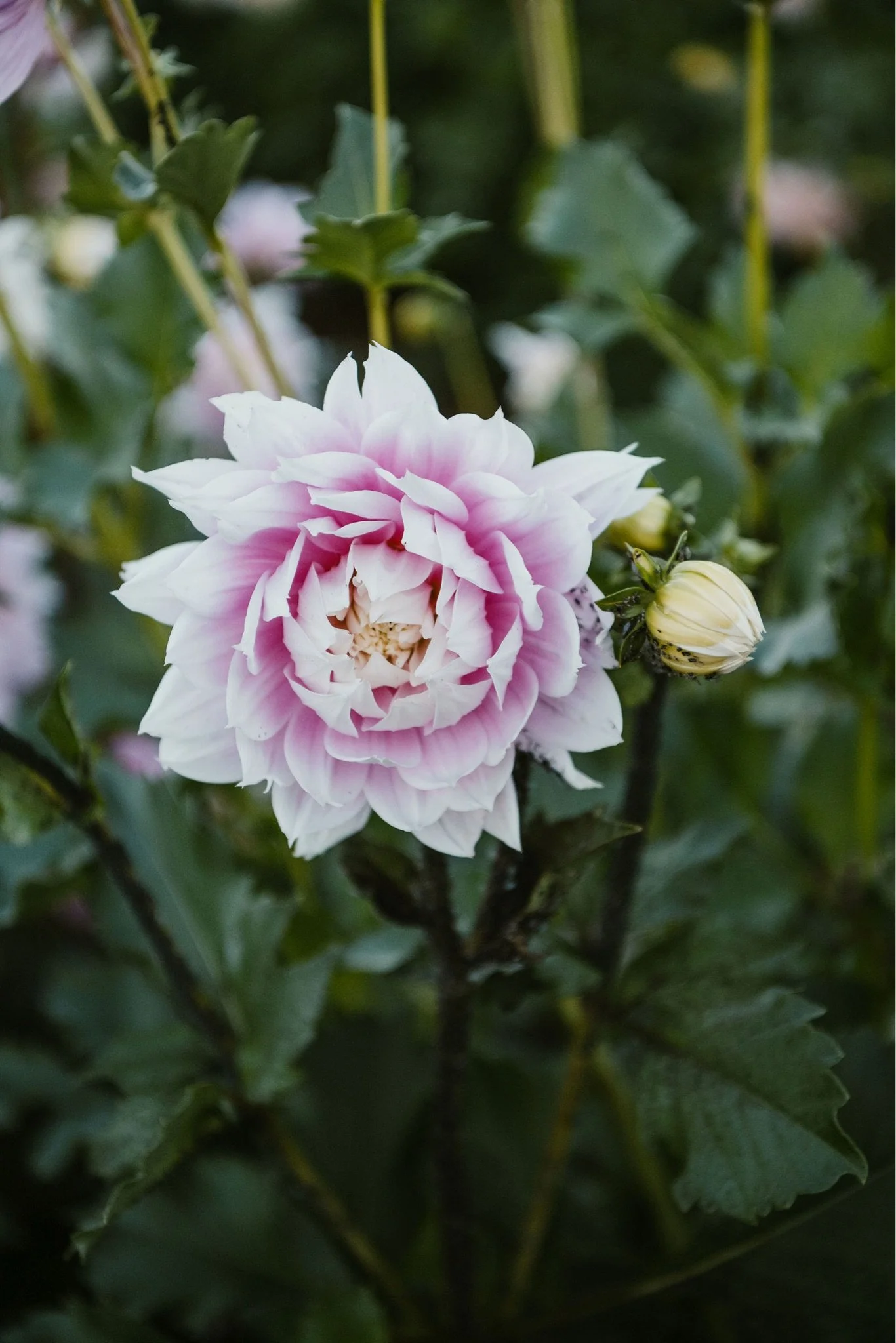 So sad that dahlia season is coming to an end soon&hellip;

Beautiful blooms by @thetetburyflowerco