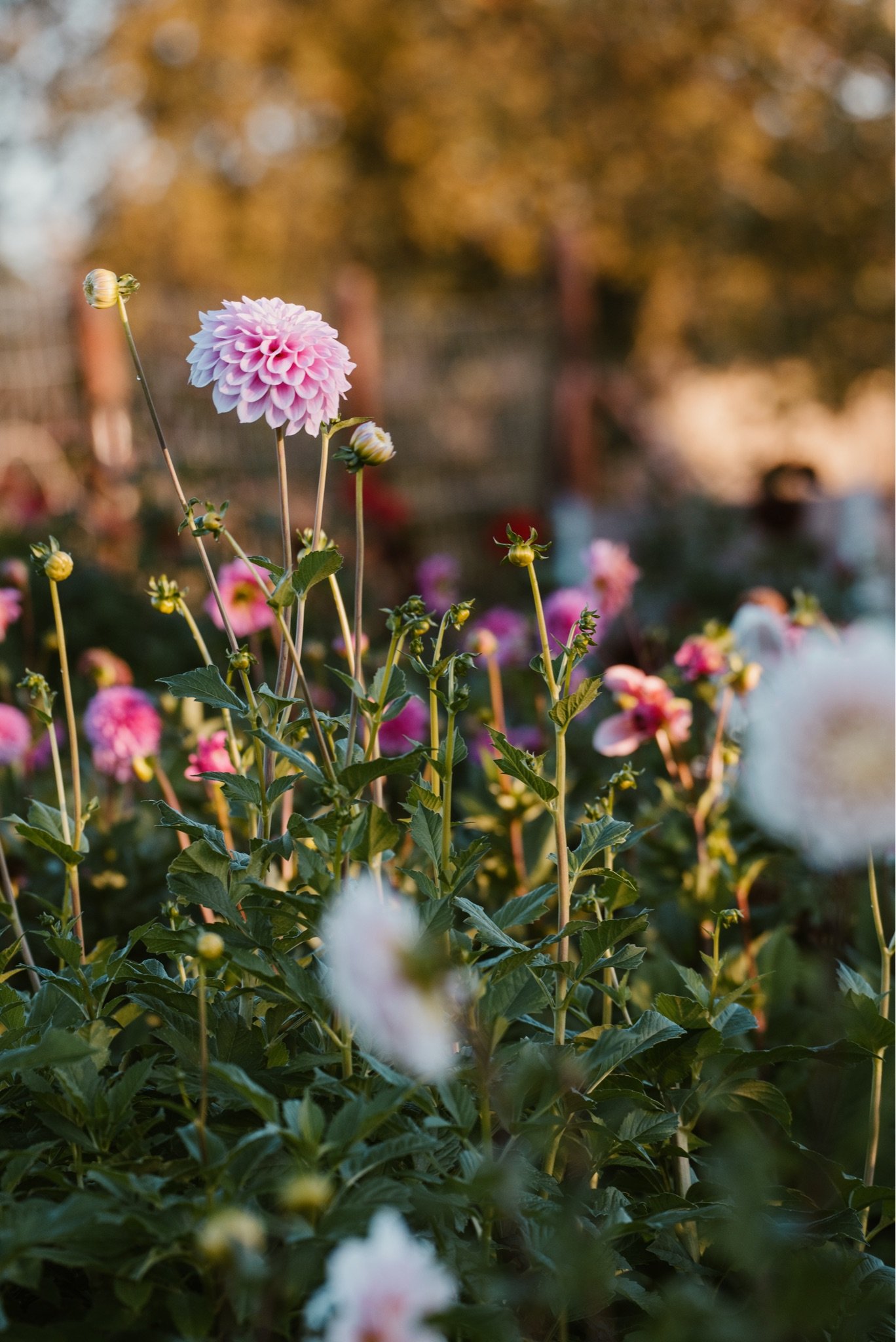 Absolutely adored shooting for @thetetburyflowerco earlier this month at dawn&hellip;