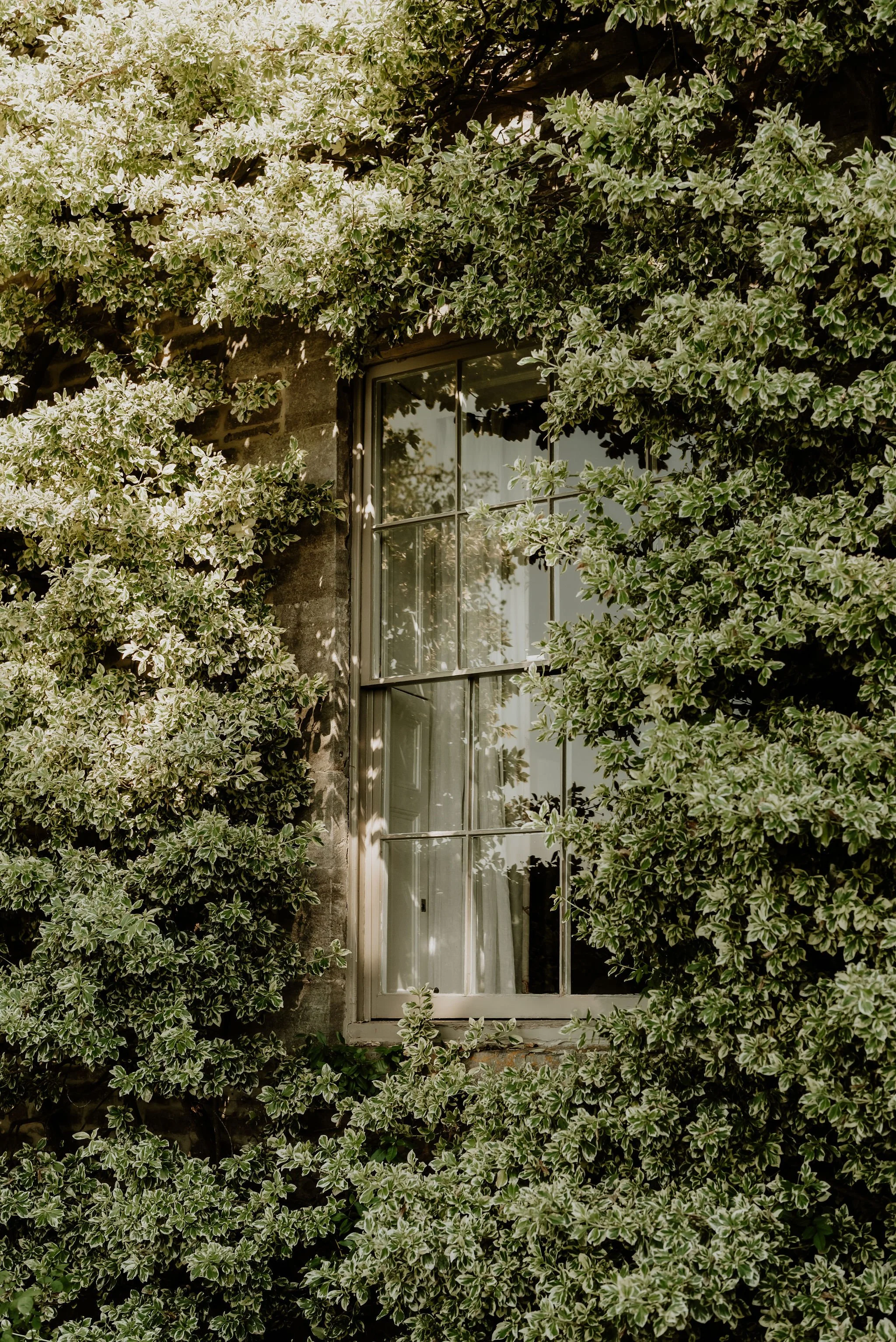 A window on an exterior wall surrounded by dense green and white variegated foliage.