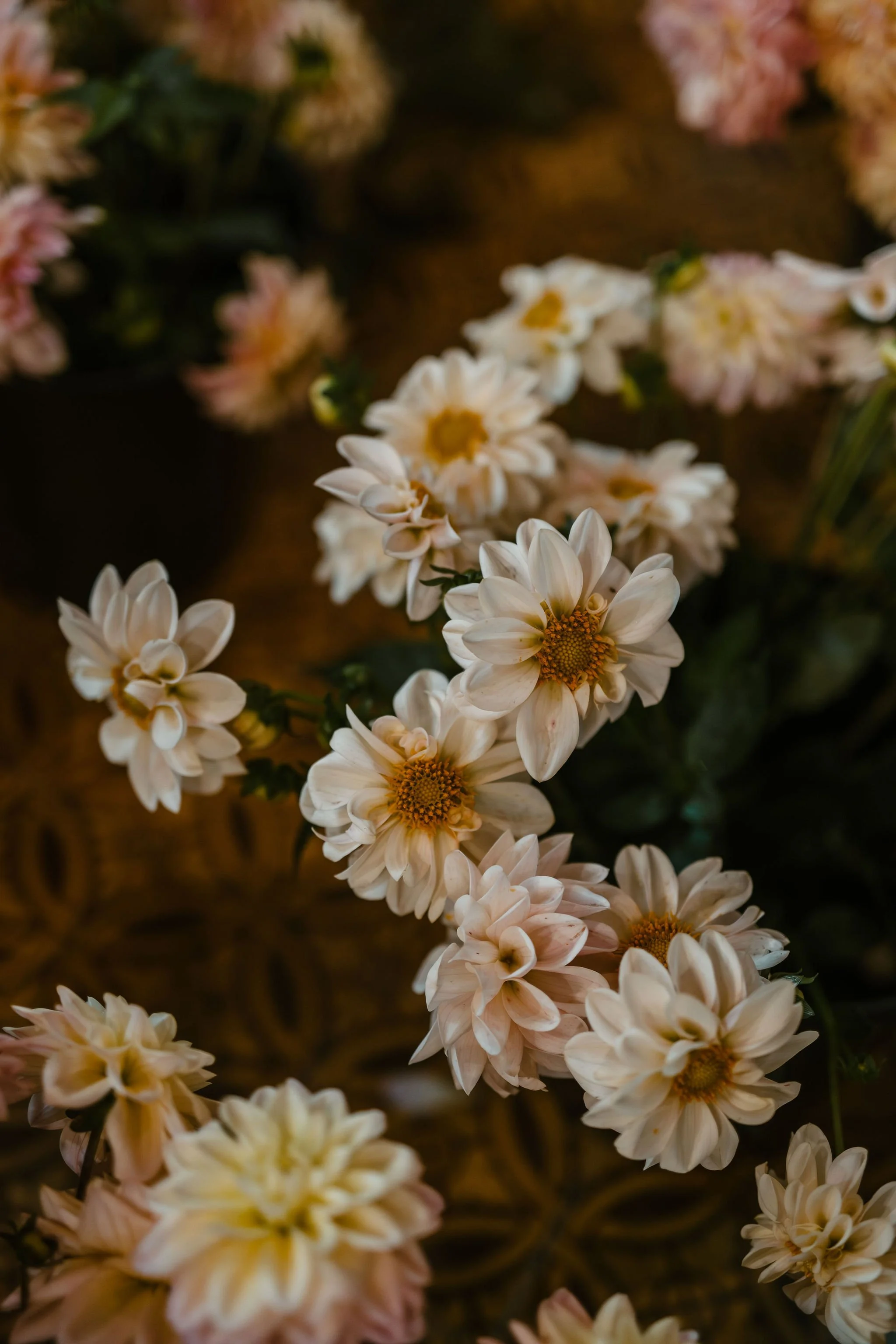 Close-up view of white and light pink flowers with yellow centers on a brown background.