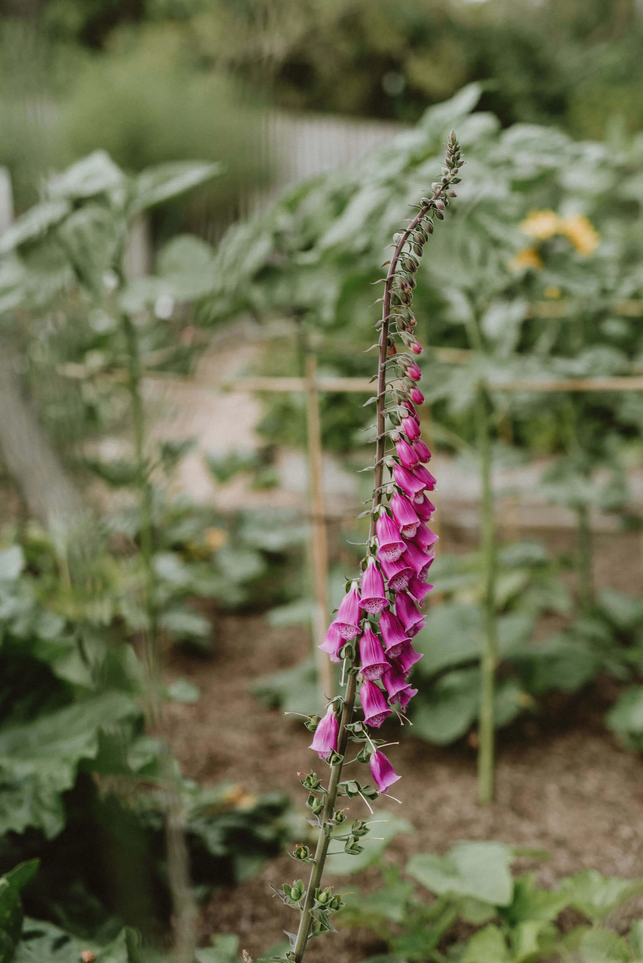 TaraMacdonaldBrandPhotos450.jpg
