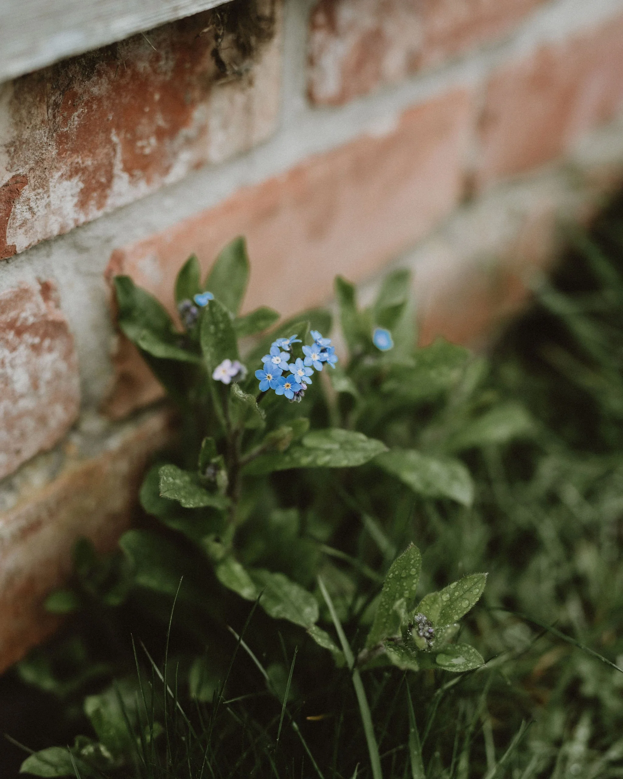 WildlyBeautifulFlowersSpring524.jpg