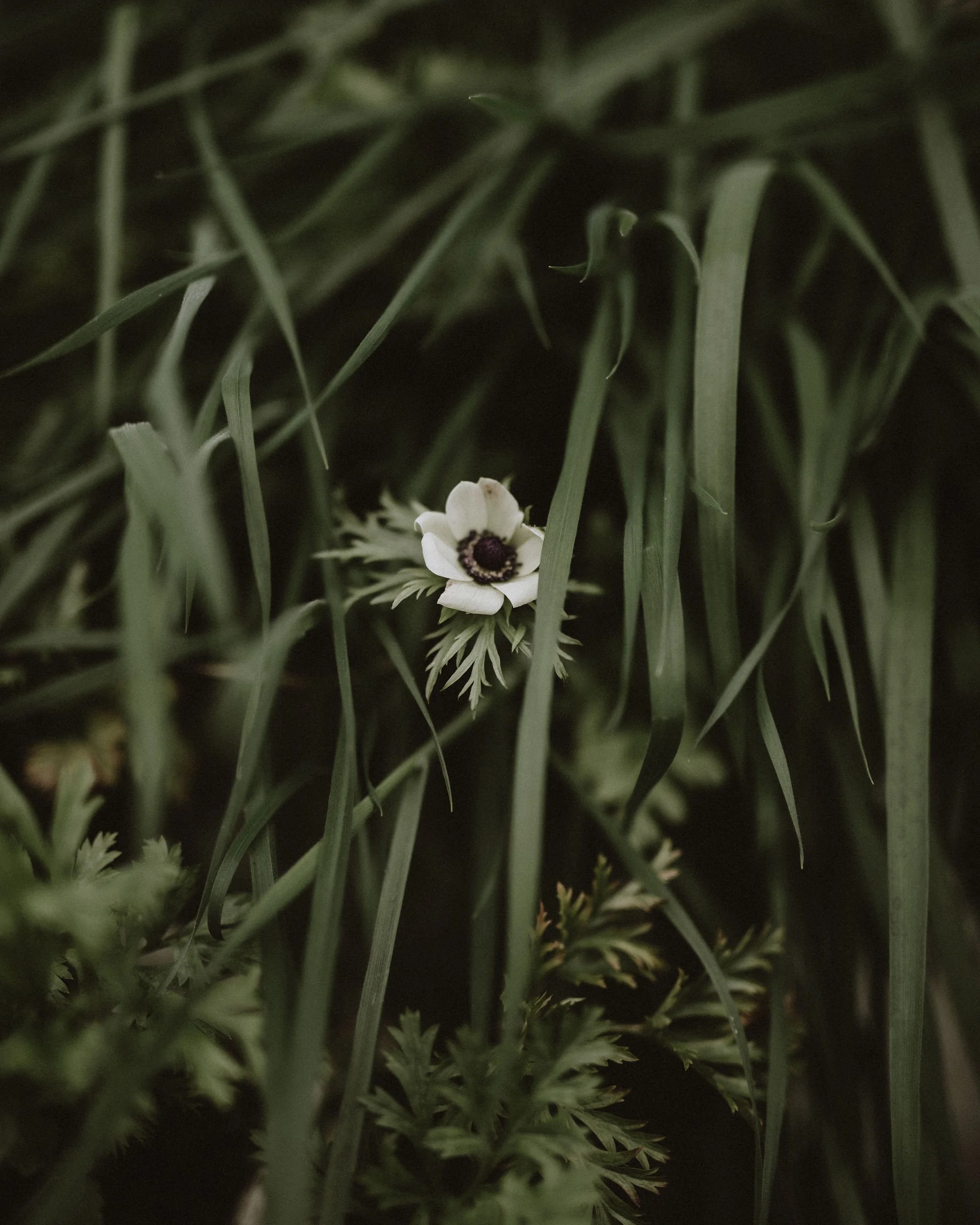 WildlyBeautifulFlowersSpring532.jpg