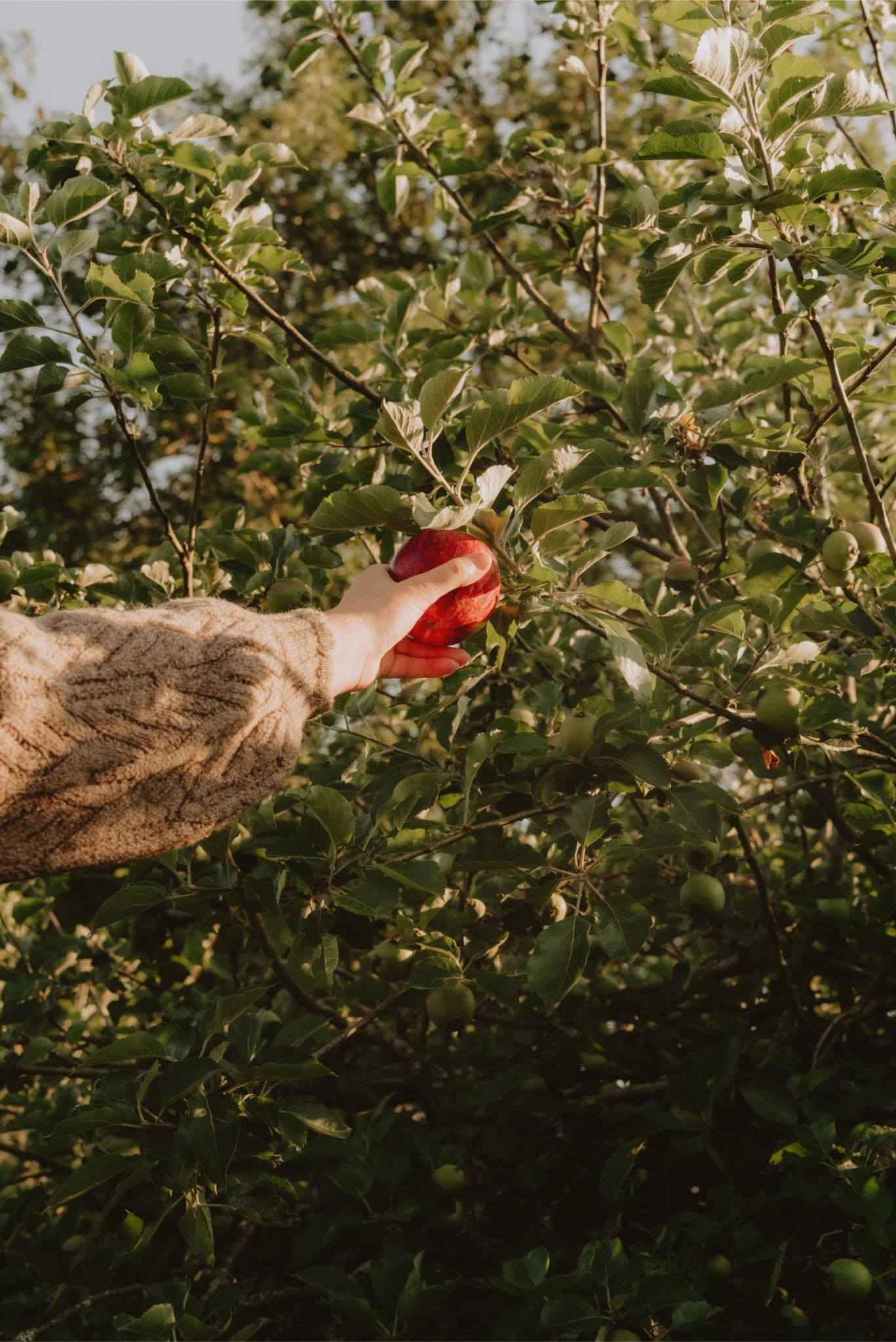 A person with a patterned sweater picking a ripe red apple from a tree with green leaves and other unripe apples, outdoors during daylight.