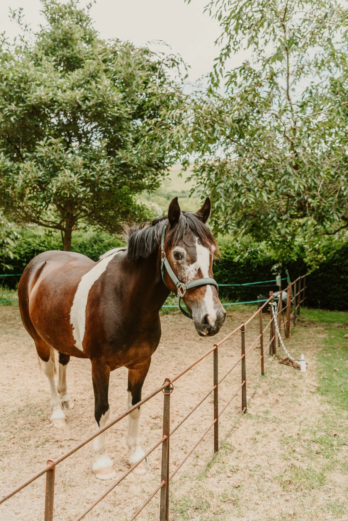 A brown and white paint horse standing outdoors on a dirt patch, surrounded by green trees and bushes, with a fenced area nearby.
