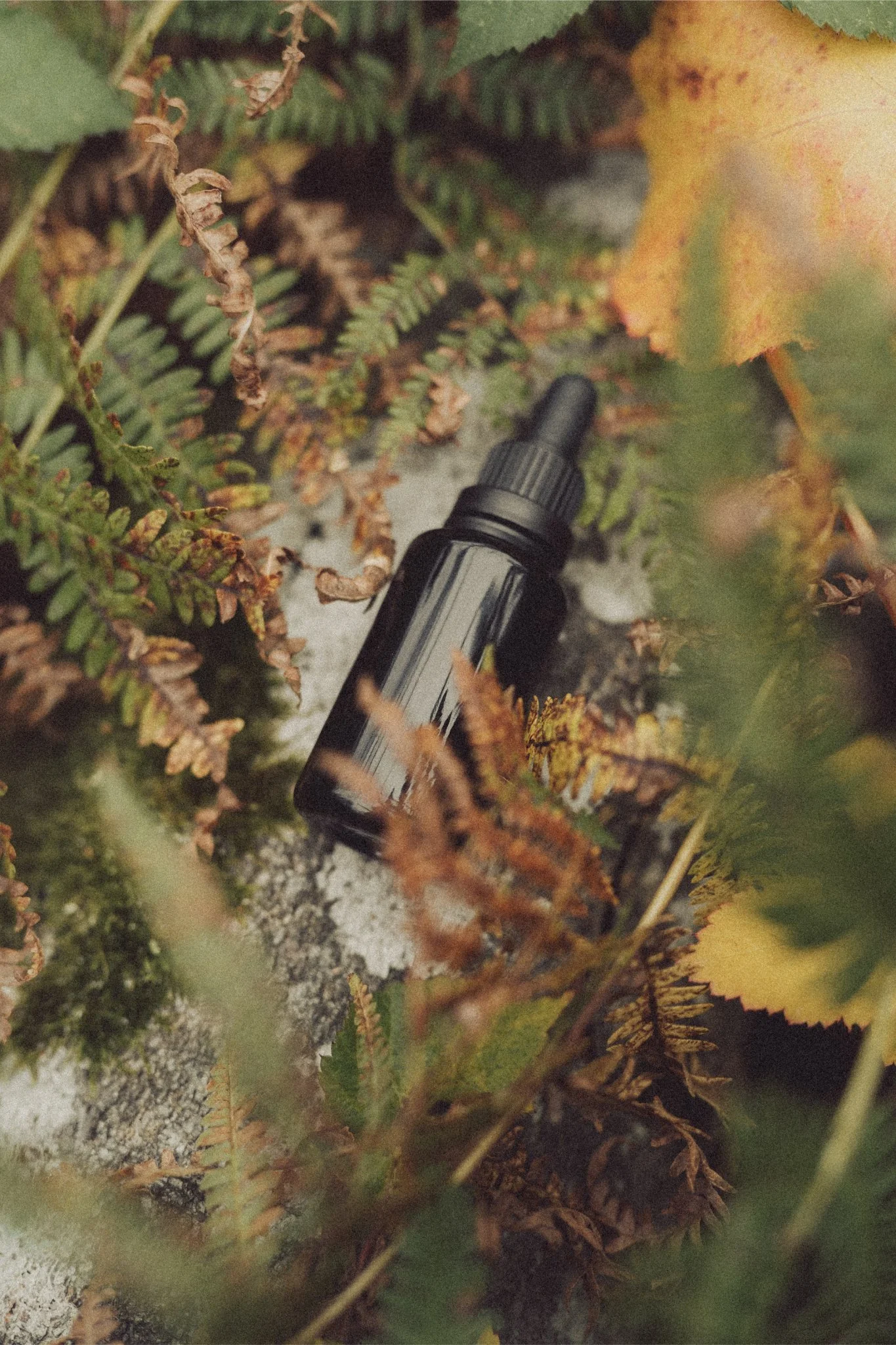 A small black dropper bottle lying on a patch of soil, surrounded by green and yellow fallen leaves and fern leaves.