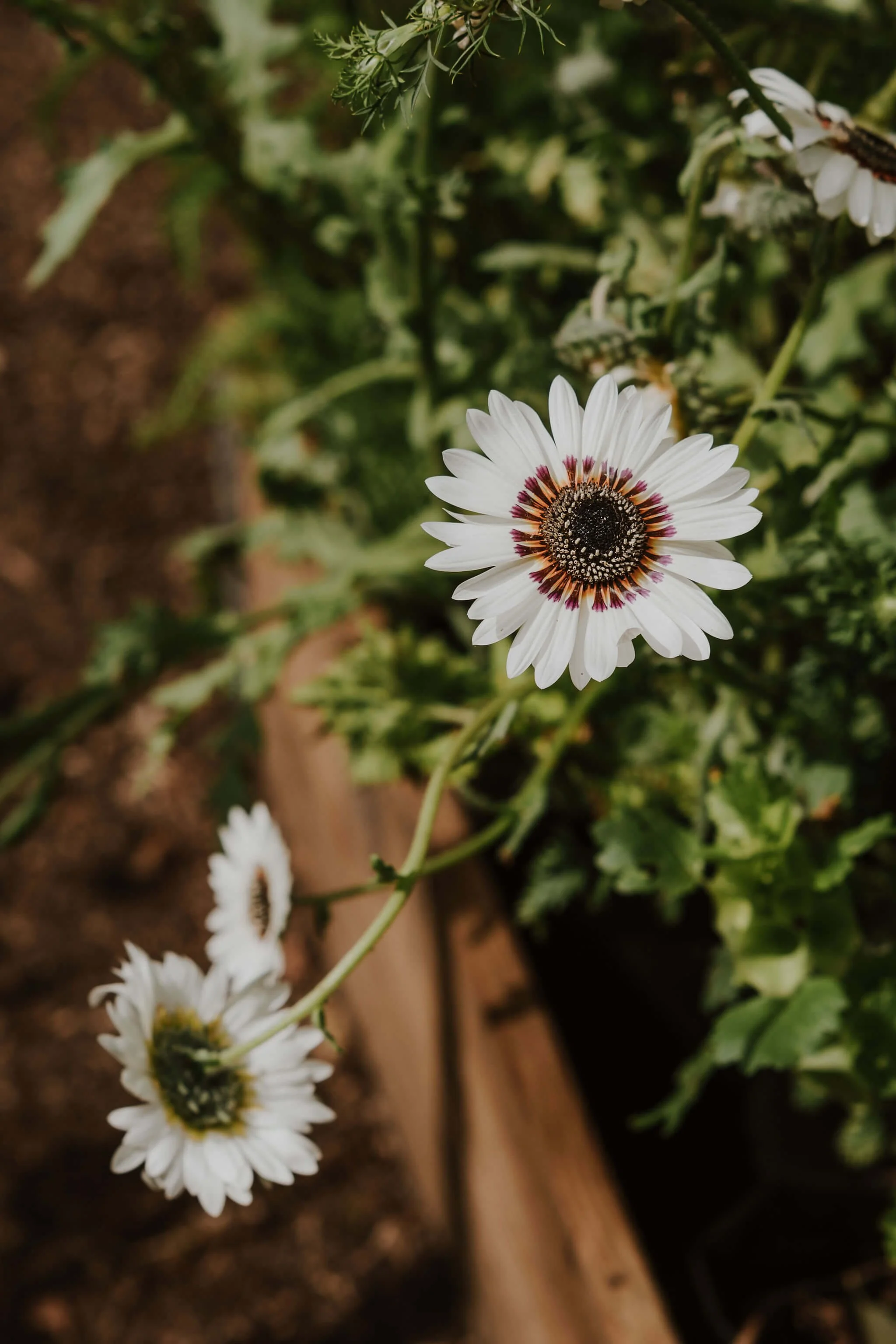 RHS Hampton Court Palace | Capture Memorable Moments - Book Today ...