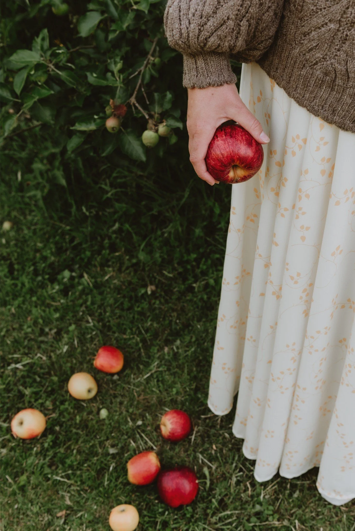 Person holding a red apple while standing on grass near apple trees and fallen apples.