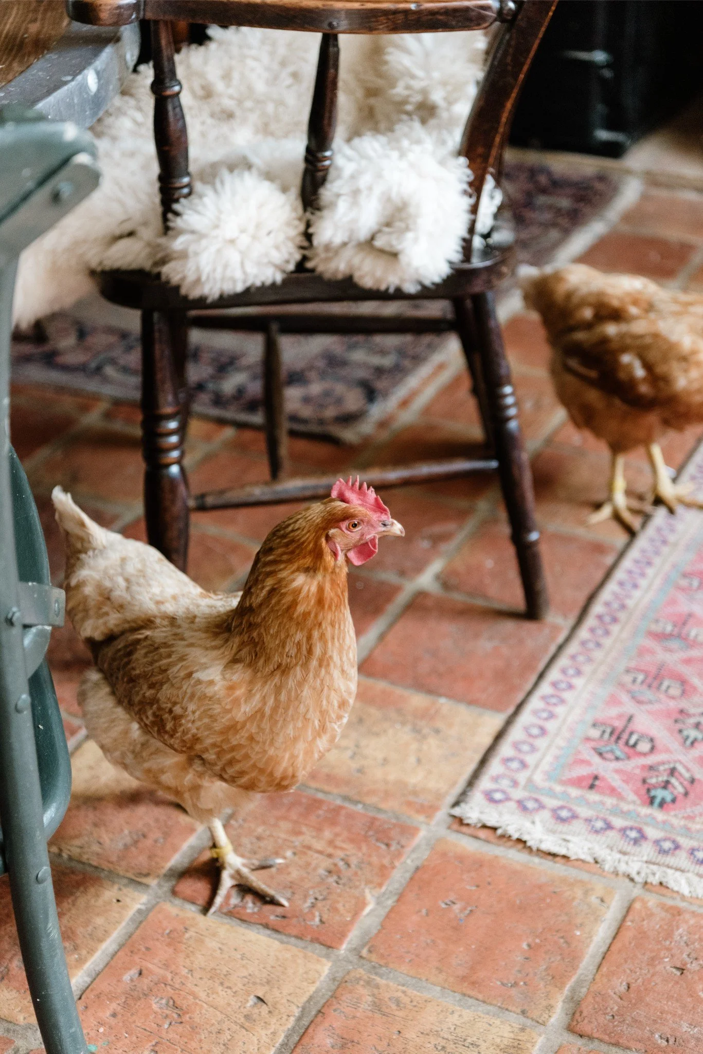 Two chickens walking on a tiled floor near a wooden chair with fuzzy slippers hanging from its side, a colorful rug, and a brownish-orange chicken in the background.