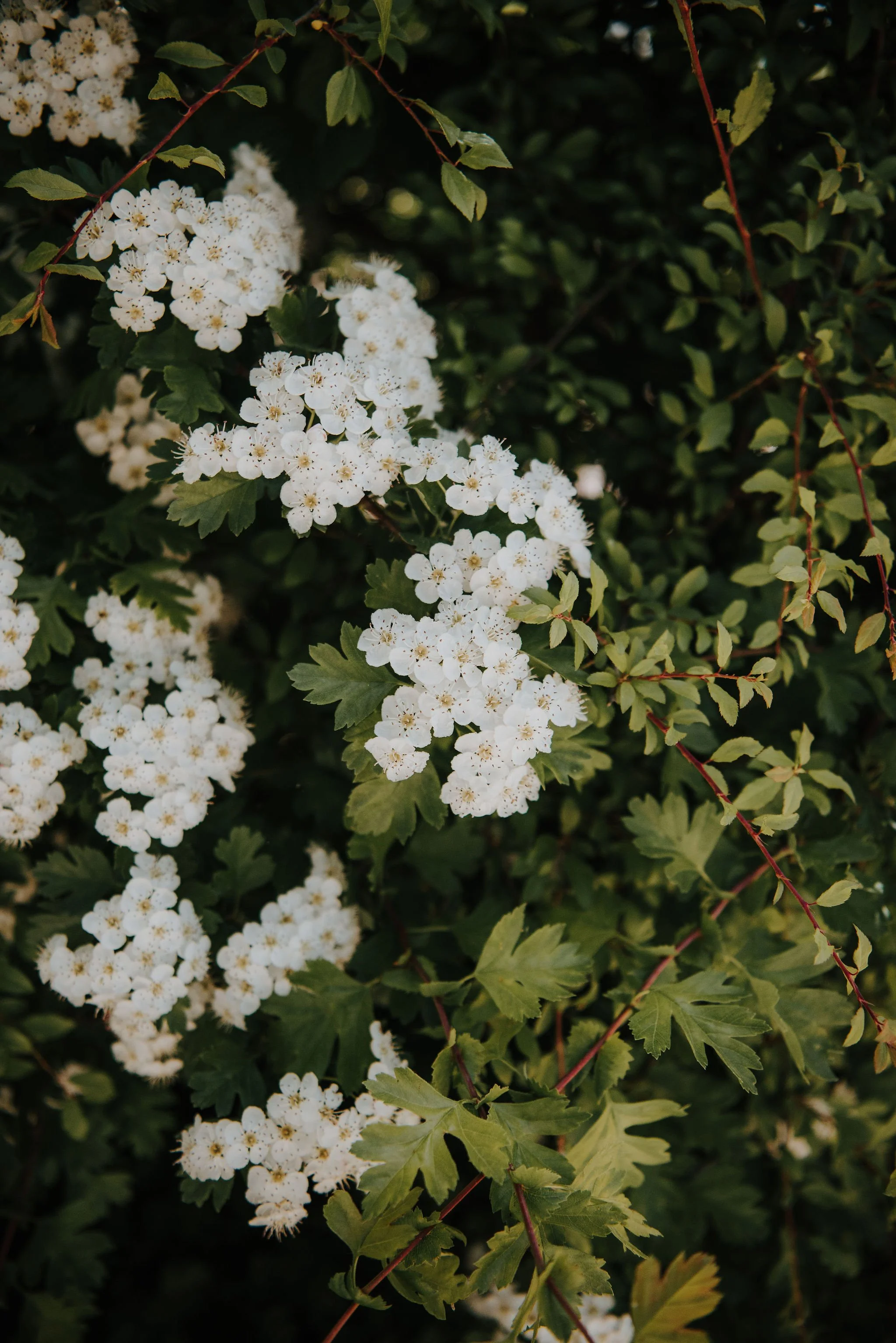 White flowering shrub with green leaves.