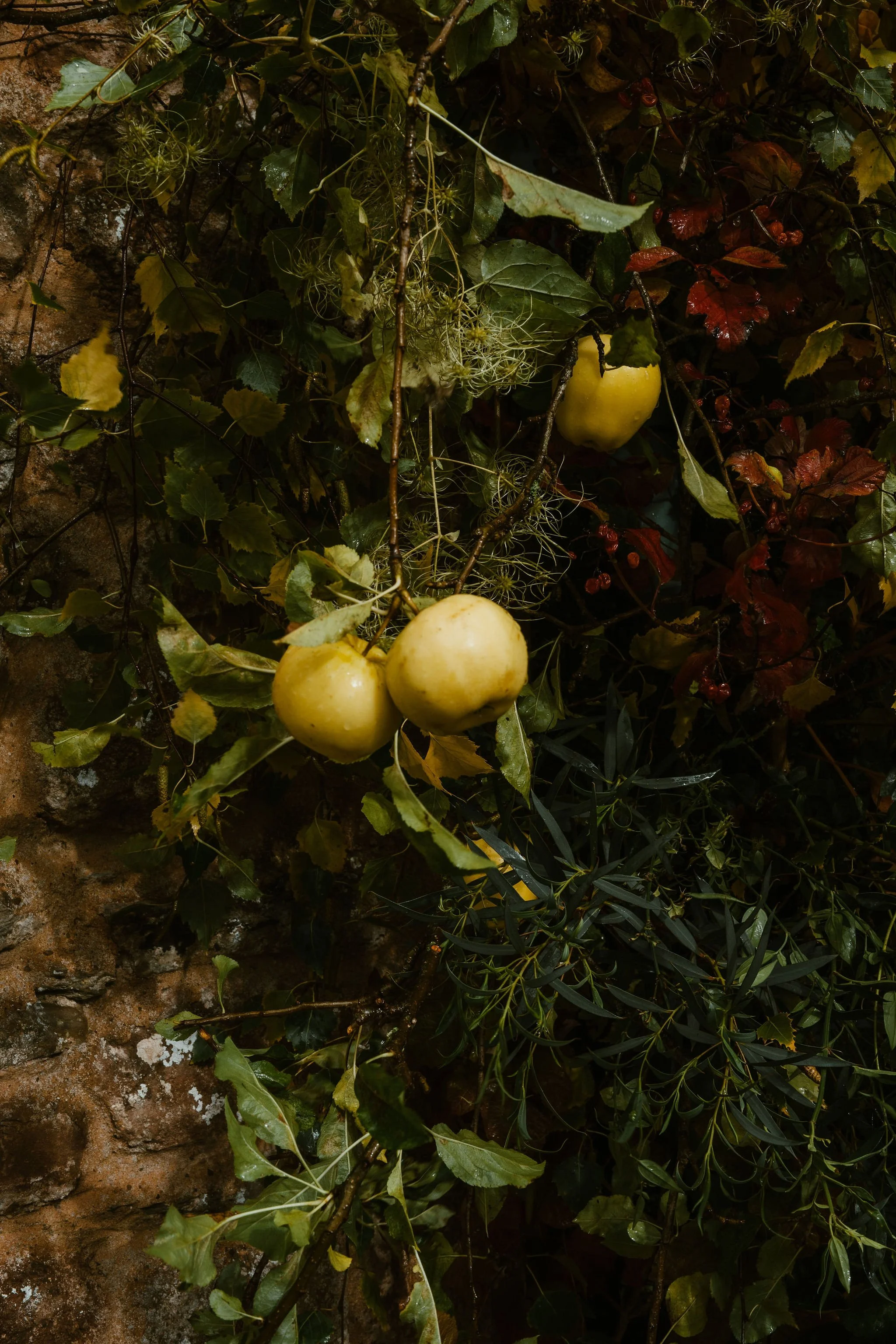 Two yellow apples hanging from a tree branch surrounded by green and red leaves, with a stone wall in the background.