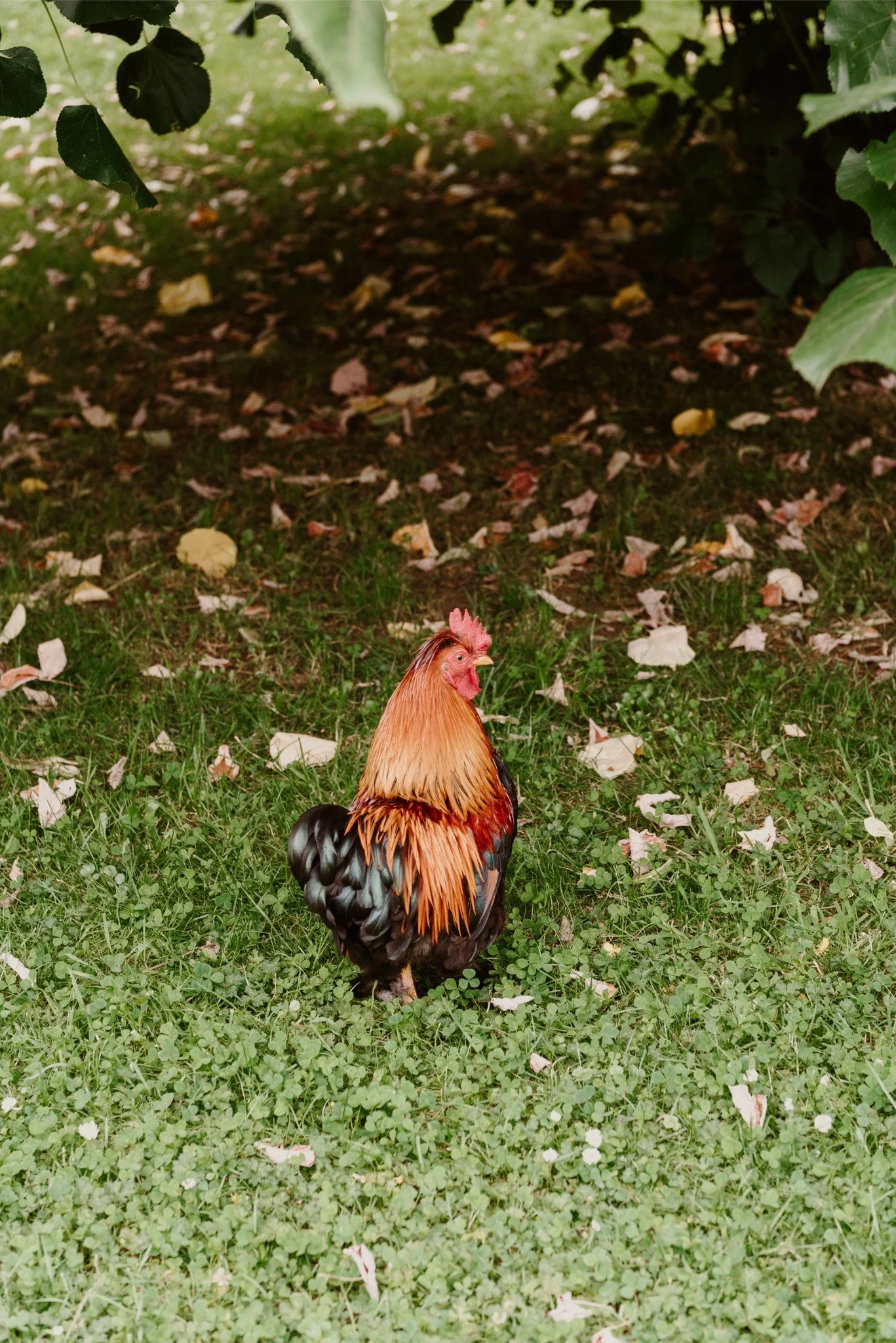 A colorful rooster standing on green grass with fallen leaves, under a canopy of leafy branches.