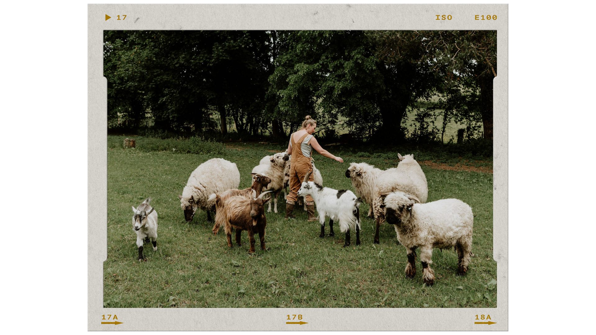 A woman and a goat among several sheep and goats in a grassy field with trees in the background.